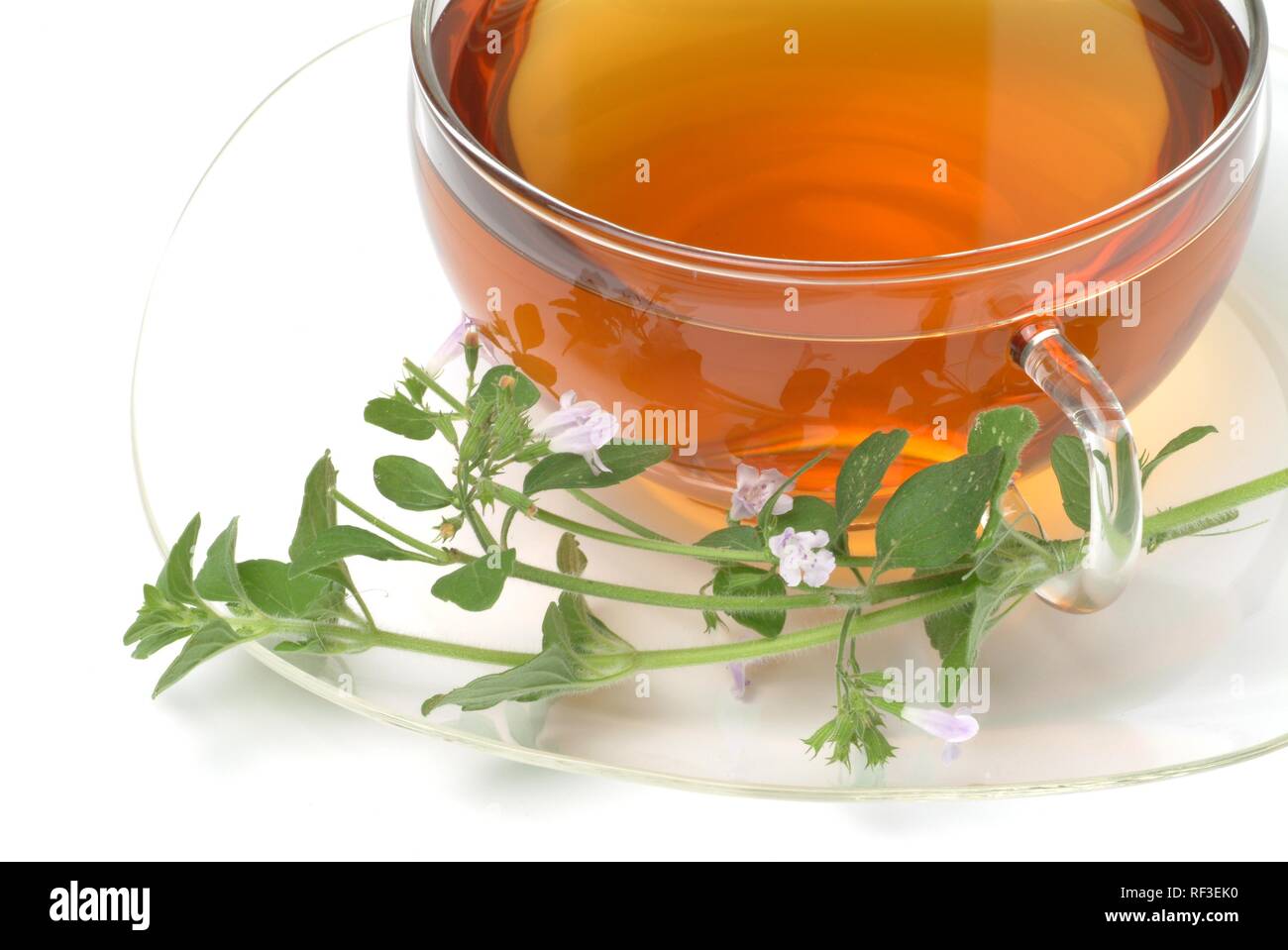 Cretan Calamint (Calamintha cretica) tea, herbal tea Stock Photo