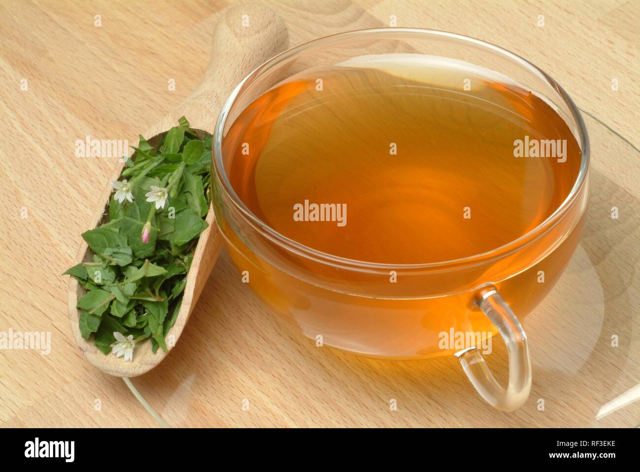 Willow Herb (Epilobium parviflorum) tea, herbal tea Stock Photo