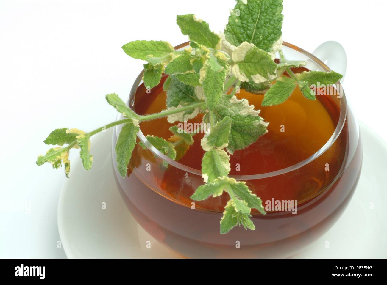 Apple Mint, Pineapple Mint (Mentha suaveolens) tea, herbal tea Stock Photo