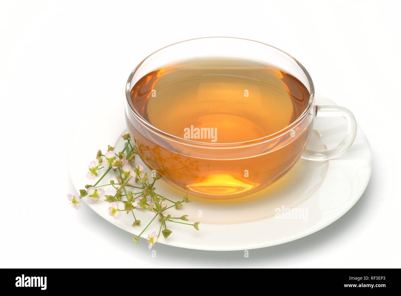 Common Water-plantain or Mad-dog Weed (Alisma plantago-aquatica) herbal tea, medicinal tea Stock Photo