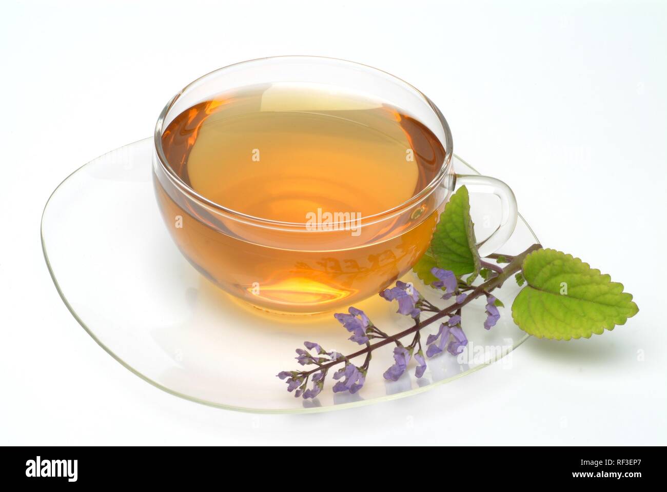 Zulu Cockspur or Spurflower (Plectranthus zuluensis) herbal tea, medicinal tea Stock Photo