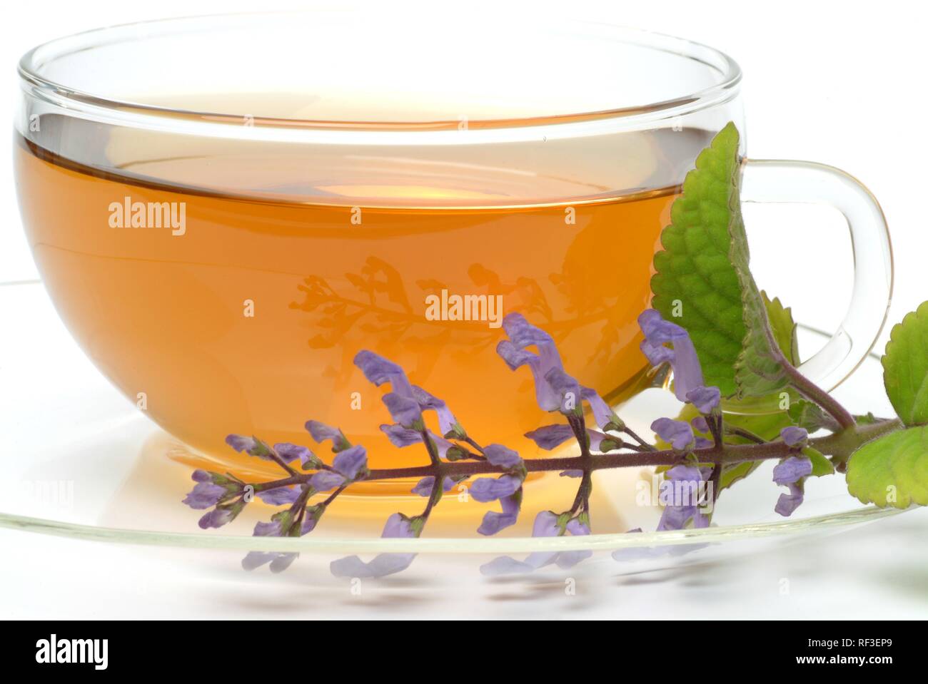 Zulu Cockspur or Spurflower (Plectranthus zuluensis) herbal tea