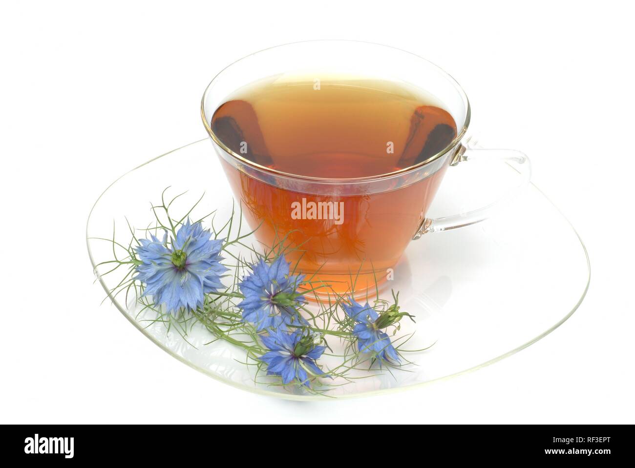 Fennel Flower or Black Caraway (Nigella sativa) herbal tea, medicinal tea Stock Photo