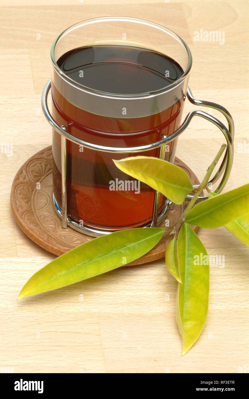 Yerba Mate Plant Stock Photos Yerba Mate Plant Stock Images Alamy