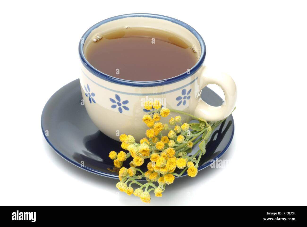 Costmary, Alecost or Balsam Herb (Tanacetum balsamita, Balsamita major), medicinal plant, herbal tea Stock Photo