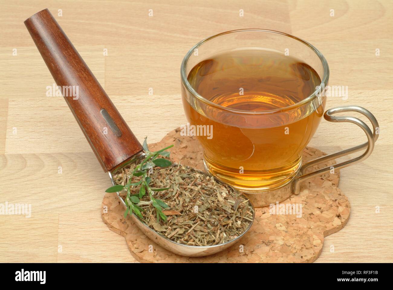 Common Knotgrass, Birdweed or Lowgrass (Polygonum aviculare), medicinal plant, herbal tea Stock Photo