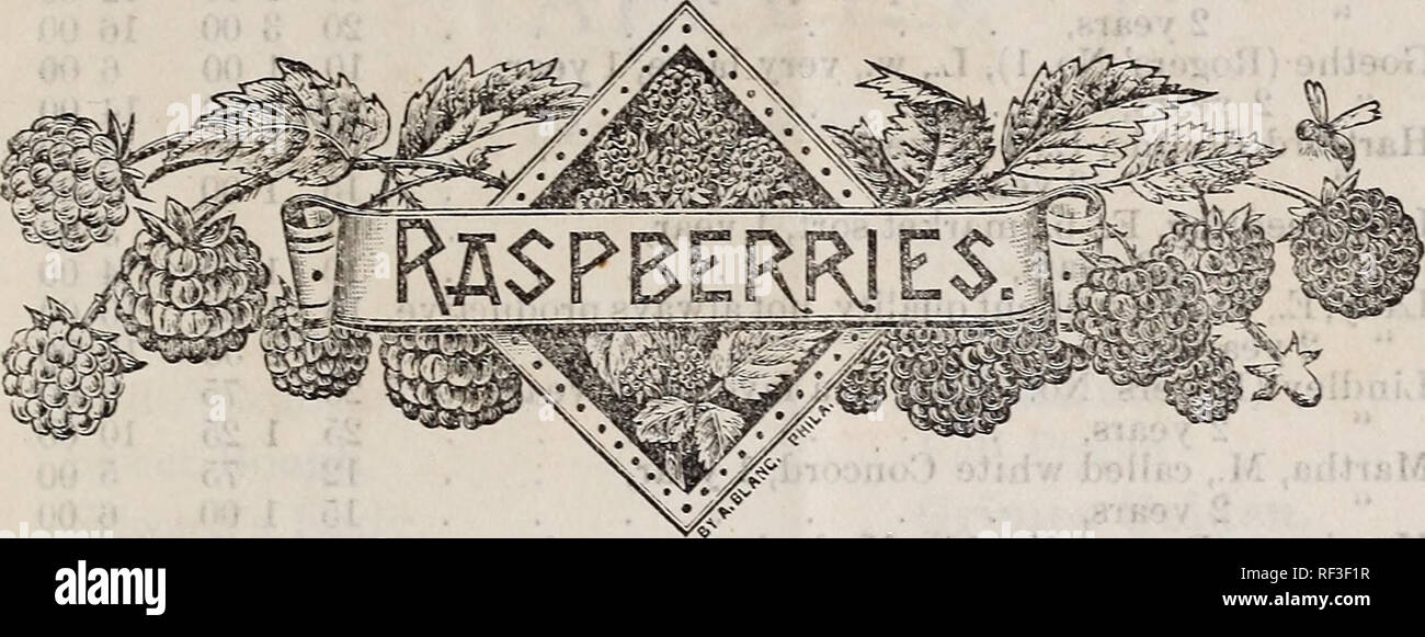 . Catalogue for 1889. Nursery stock Ohio Catalogs; Fruit Catalogs; Trees Catalogs. Plant in rows 6 feet apart and to 3 feet in the rows. Thorough cultivation is the best mulch for Raspberries. 10 100 ICOO Rancocas, . SO 25 ^0 80 00 Marlboro, 30 80 6 CO Cuthbert or Queen, â¢ â 25 80 5 00 Hansell, .... 30 I CO 8 CO Reliance, 25- 80 6 00 Brandywine, 25 75 6 00 Davison Thornless, 30 I 00 9 00 Doolittle, 25 I 00 7 00 Gregg, . 25 I 00 8 00 Souhegan, 25 80 8 00 Tyler I 00 8 00 Golden Queen, 50 2 50 GRAPES. The flavor of the grape is universally enjoyed both by young and old, and it is considered espe Stock Photo