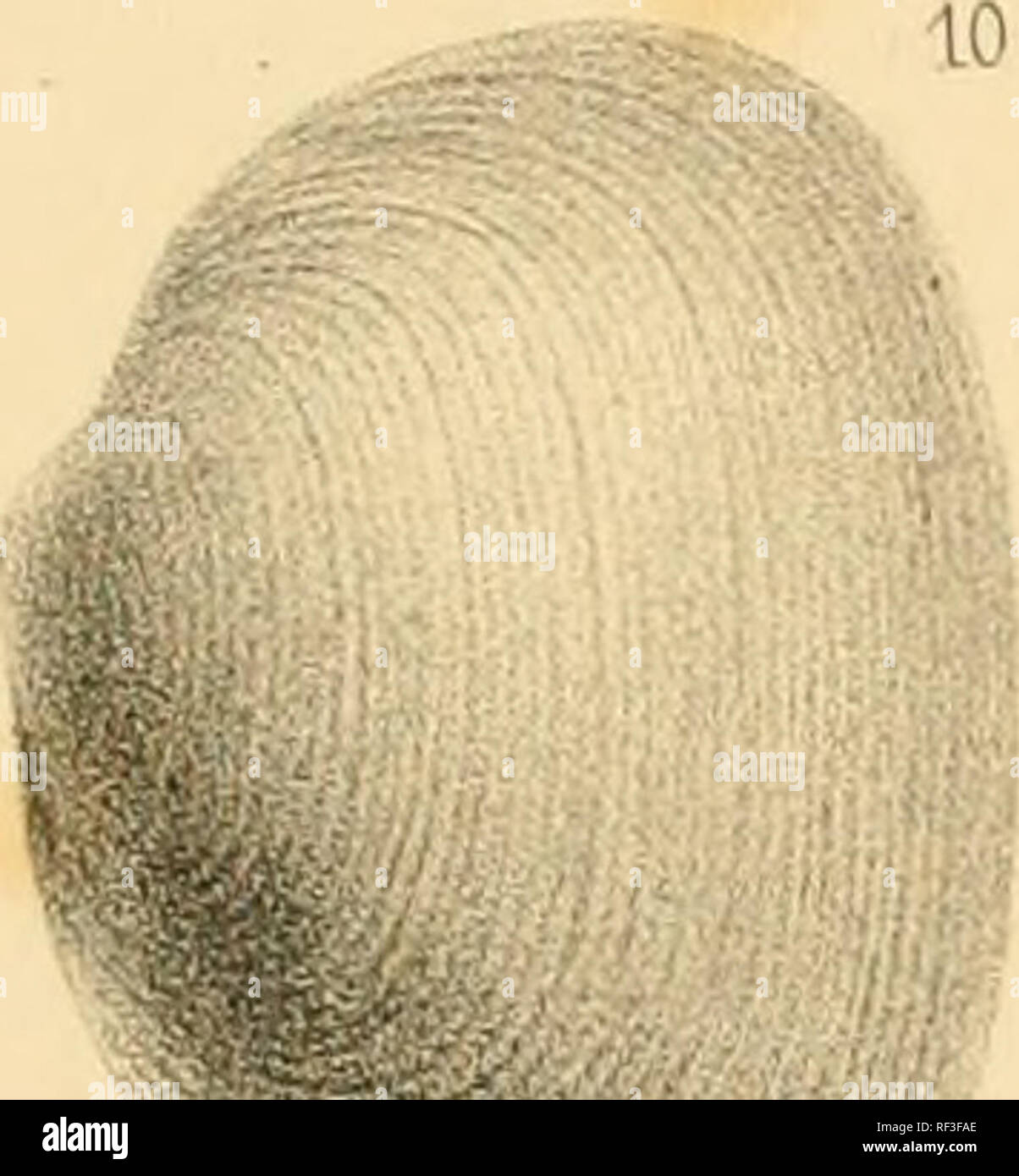 Maillard louis hires stock photography and images Alamy