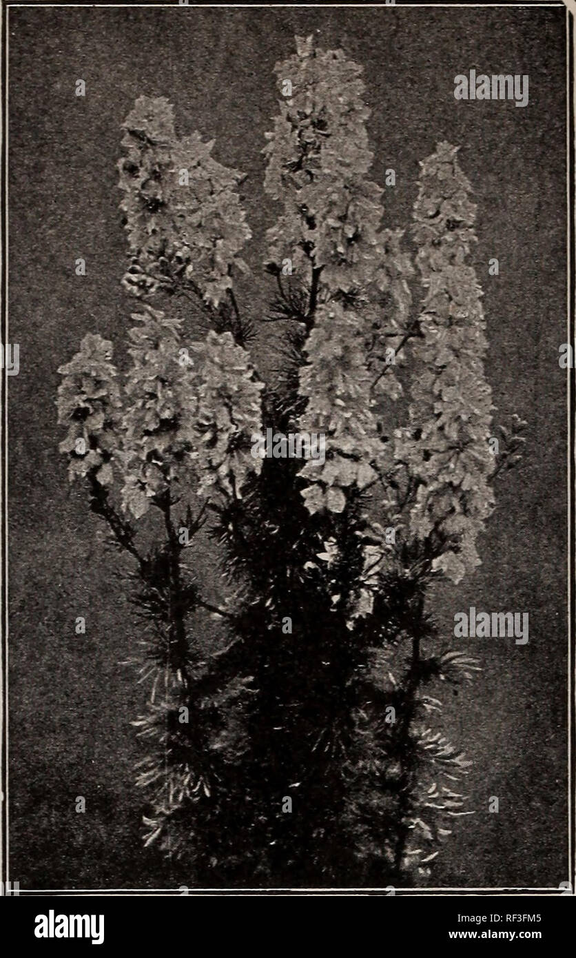 . Catalogue 1915 : seeds, bulbs, shrubs. Seeds Catalogs; Vegetables Seeds Catalogs; Flowers Seeds Catalogs; Fruit Seeds Catalogs; Nurseries (Horticulture) Catalogs. 50 HUMULUS /Japanese Hop Plant) H. A. climber. 12 ft. Grows very rapidly. Has dense leaves s valuable for covering a or porch. and i trellis 3148 Japonicus 5 3149 Variegated leaved 5 HUNNEMANNIA (Giant Tulip Poppy). H. P. 2954 Buttercup yellow flowers from July until frost. Beautiful feathery foliage. Grows bushy, about 2 ft. high 5 3166 ICE PLANT. H. A. Of drooping habit. Use- ful in baskets and vases. Has peculiar leaves covered  Stock Photo