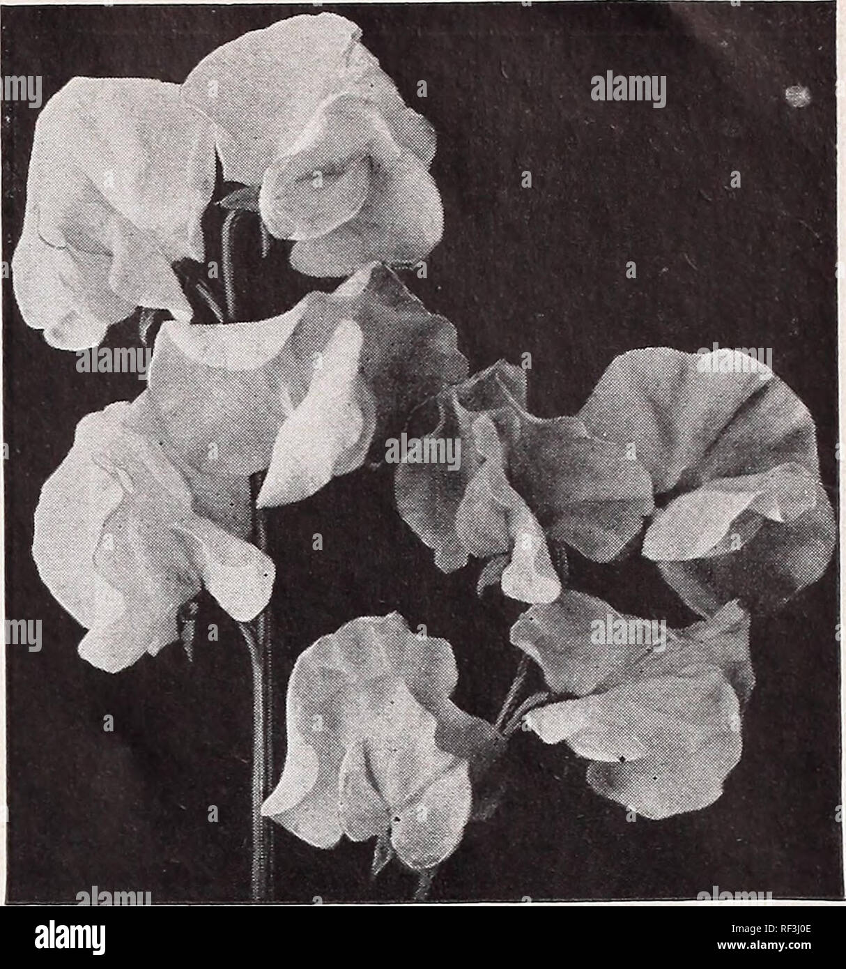 . [Catalog] : spring 1950. Nurseries (Horticulture) North Carolina Raleigh Catalogs; Nursery stock North Carolina Raleigh Catalogs; Seeds North Carolina Raleigh Catalogs; Bulbs (Plants) North Carolina Raleigh Catalogs; Vegetables North Carolina Raleigh Catalogs; Gardening Nort. WYATTS GIANT ORCHID FLOWERING Spencer Sweet Pea£ CULTURE: One ounce will sow from 15 to 20 feet. Sow from, November to March. For spring plantings we recommend the sowing of Sweet Pea seeds slightly below the ground level in a bed thoroughly pulverized 2 feet wide by 12 to 18 inches deep. Well rotted (but no other; comp Stock Photo