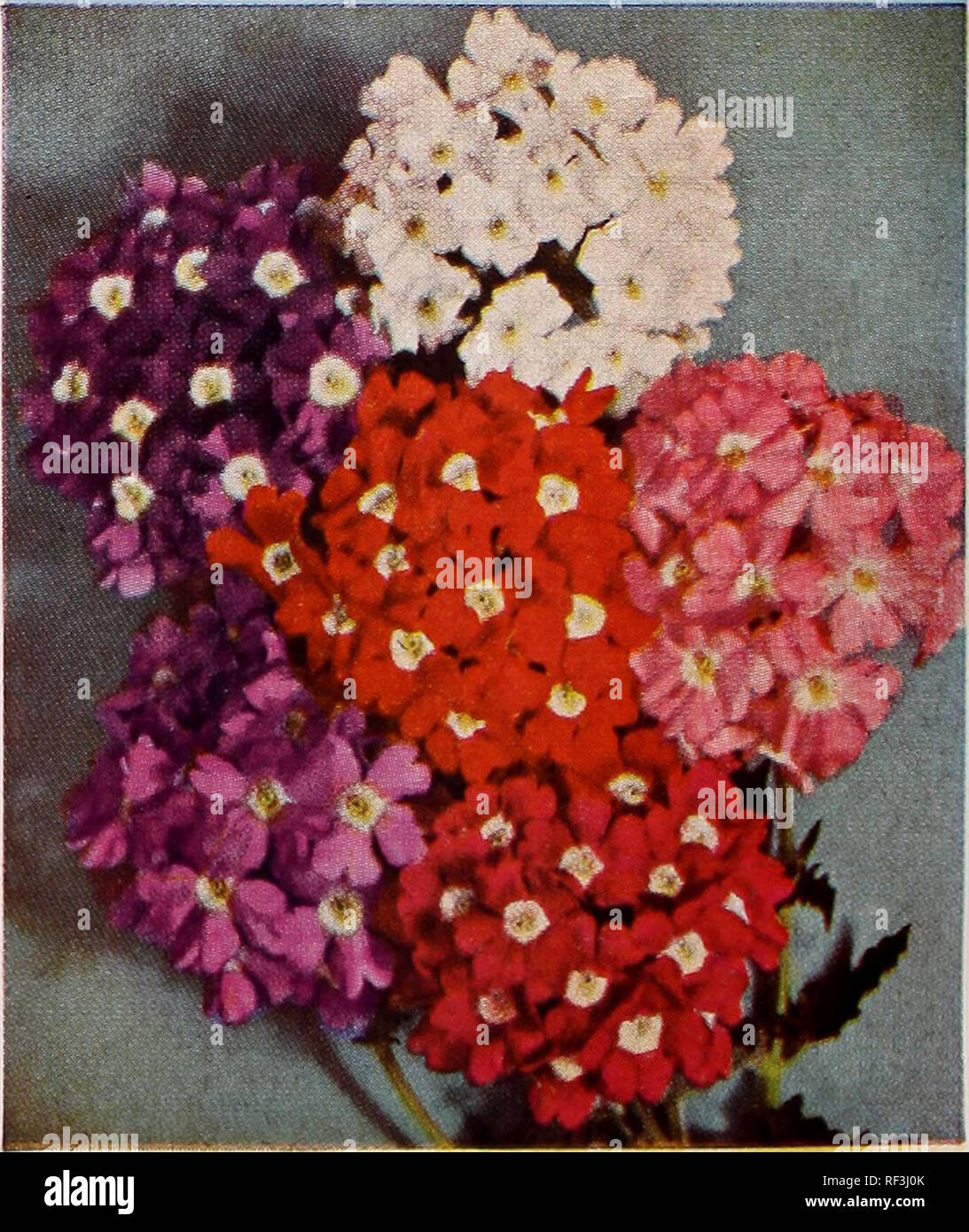 . [Catalog] spring 1950. Nurseries (Horticulture) North Carolina