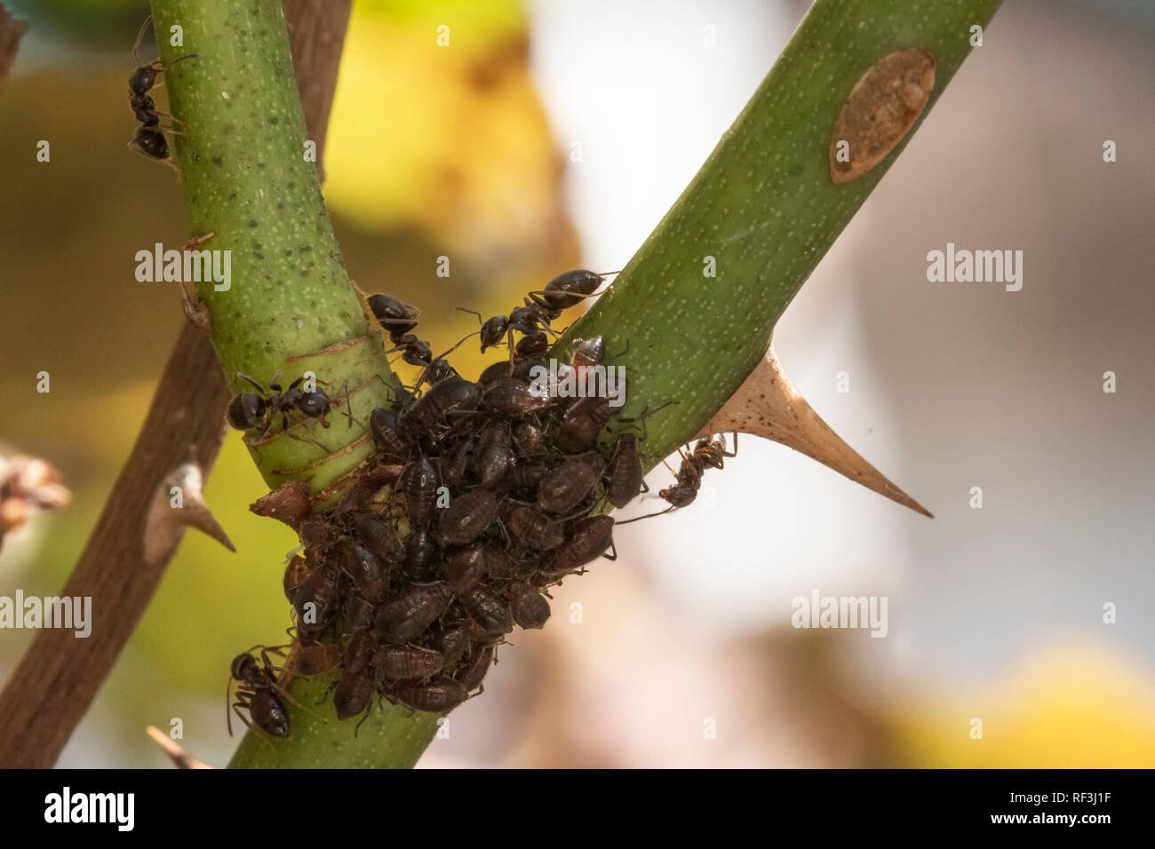 ants feeding on the stomachs of aphids, as the aphids feed on the stem