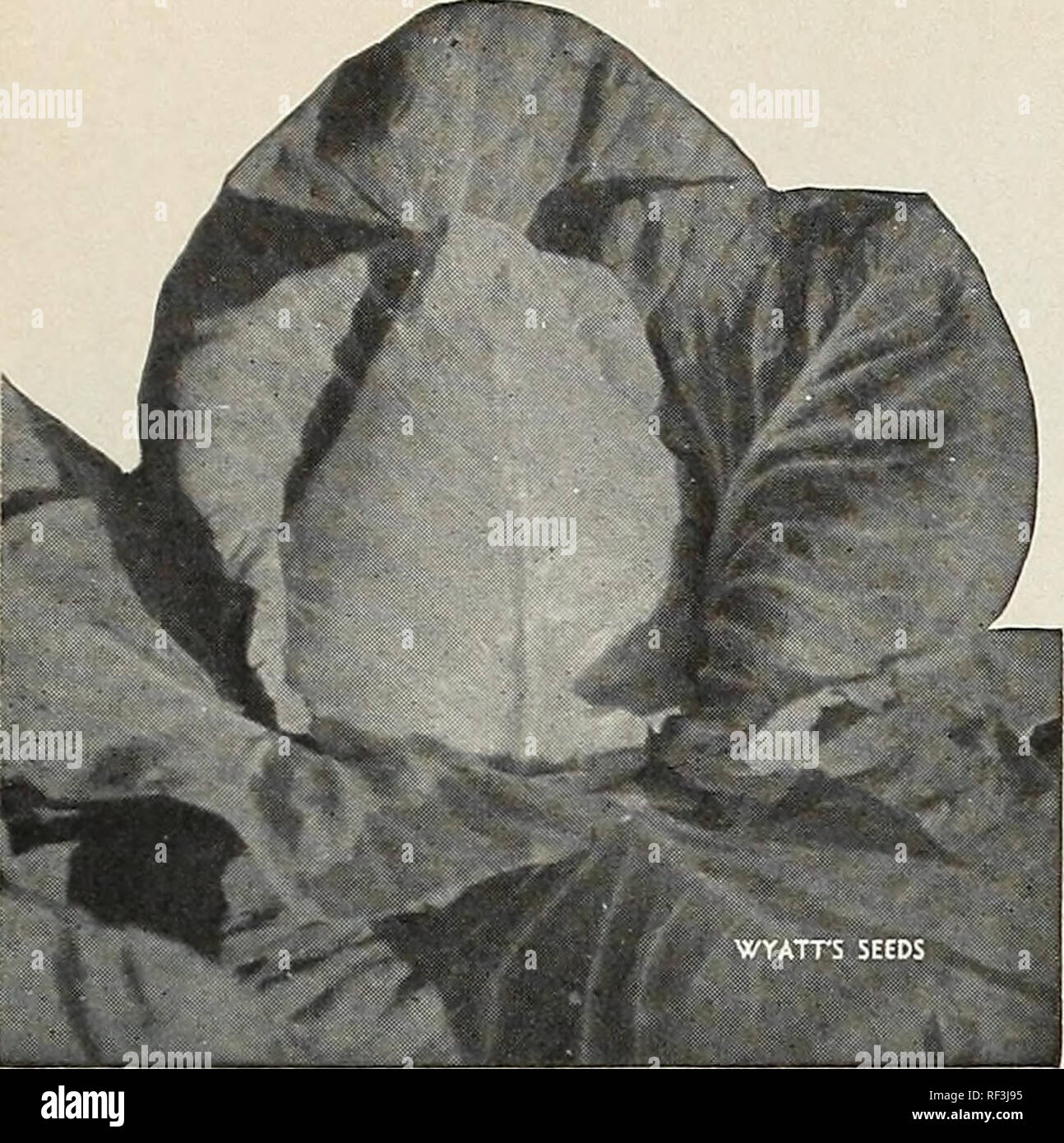 Catalog Spring 1962 Nurseries Horticulture North Carolina Raleigh Catalogs Nursery Stock North Carolina Raleigh Catalogs Seeds North Carolina Raleigh Catalogs Bulbs Plants North Carolina Raleigh Catalogs Vegetables North Carolina Raleigh