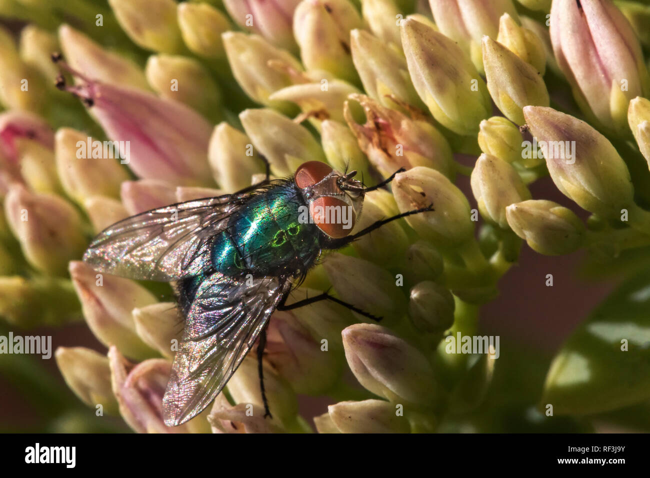 Green bottle fly feeding from summer plants Stock Photo Alamy