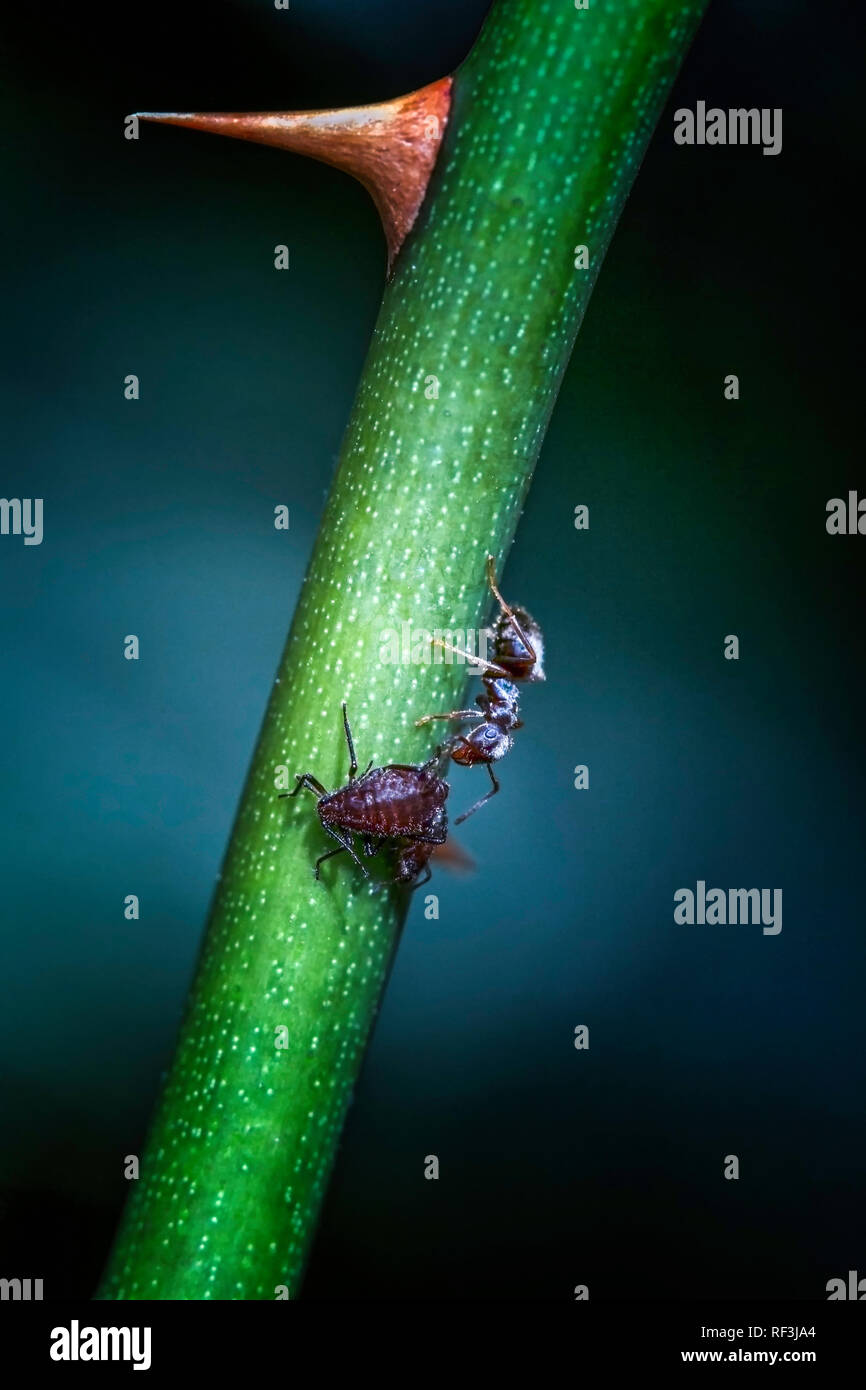 Single ant feeding from some aphids on a stem of a rose plant Stock Photo