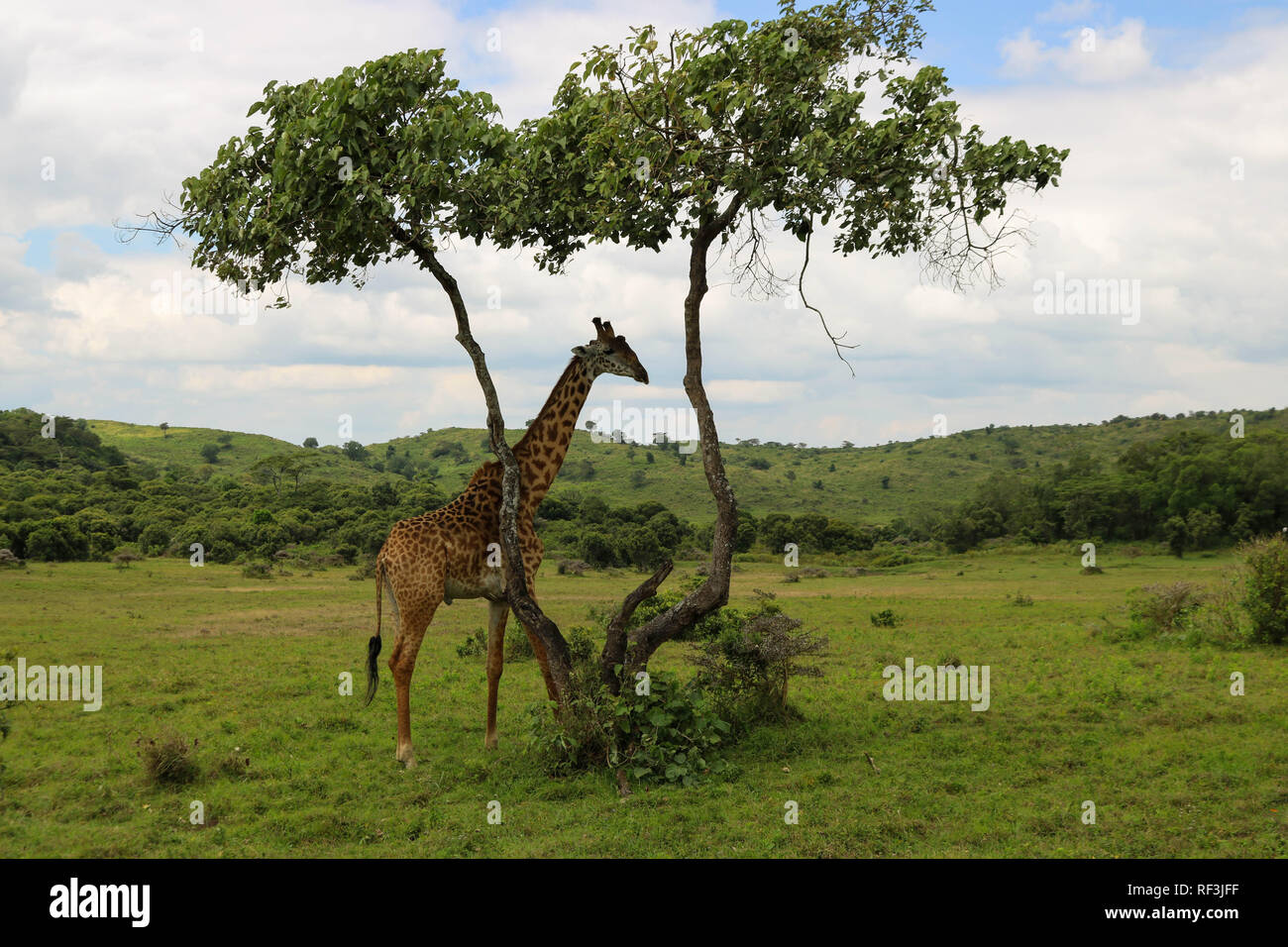 Tanzania Safari Stock Photo