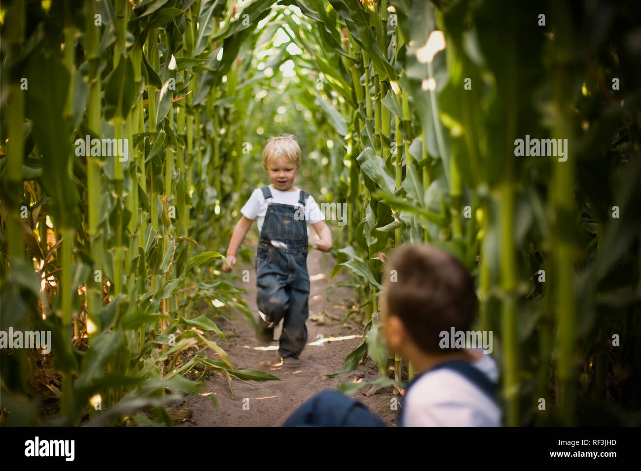 Two brothers playing in a corn field Stock Photo - Alamy