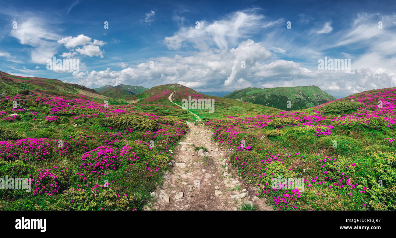 Magic pink rhododendron flowers on summer mountain. Blue sky and fluffy clouds. Chornohora ridge, Carpathians, Ukraine, Europe Stock Photo