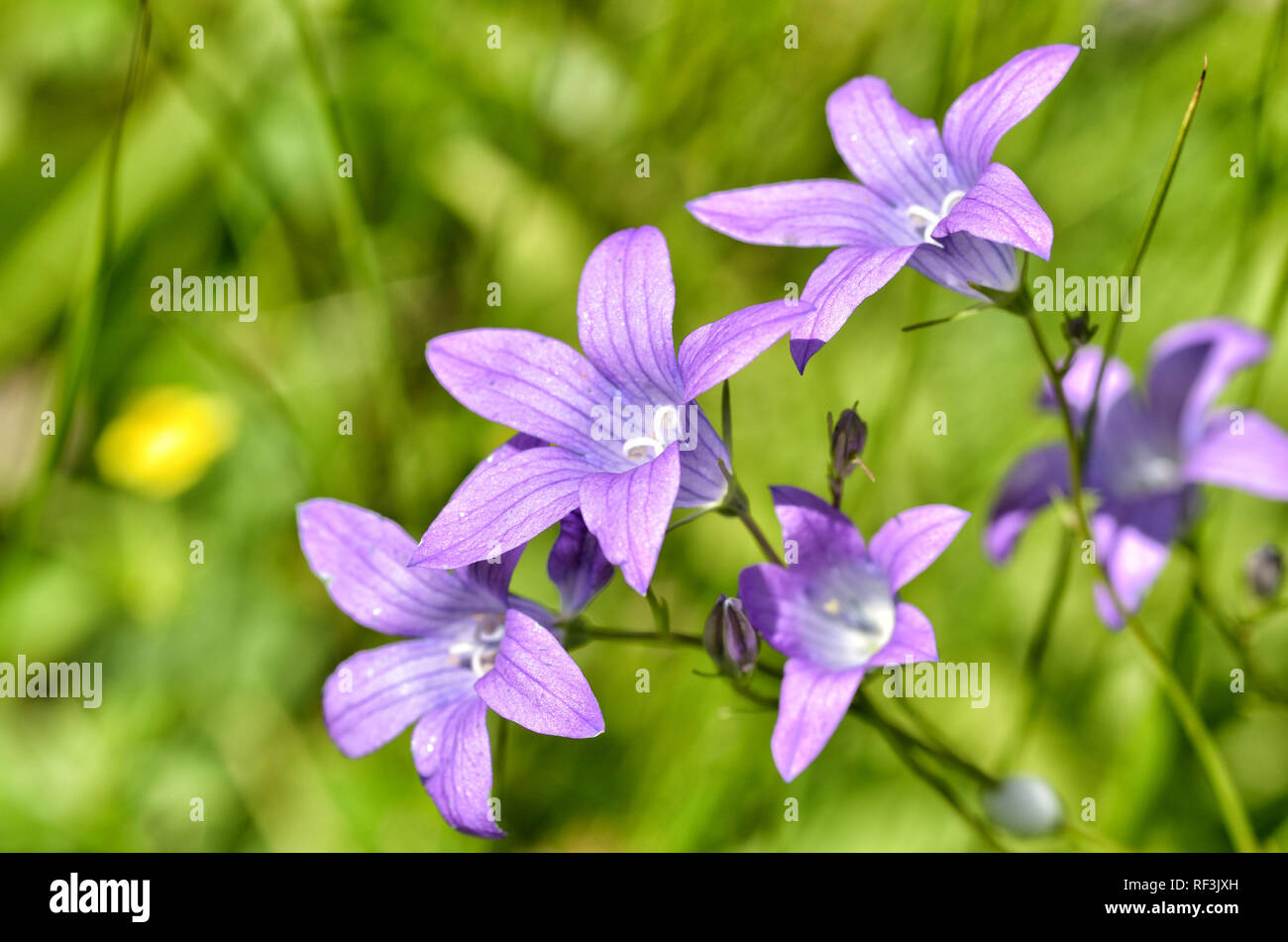 Steppe flowers hi-res stock photography and images - Alamy