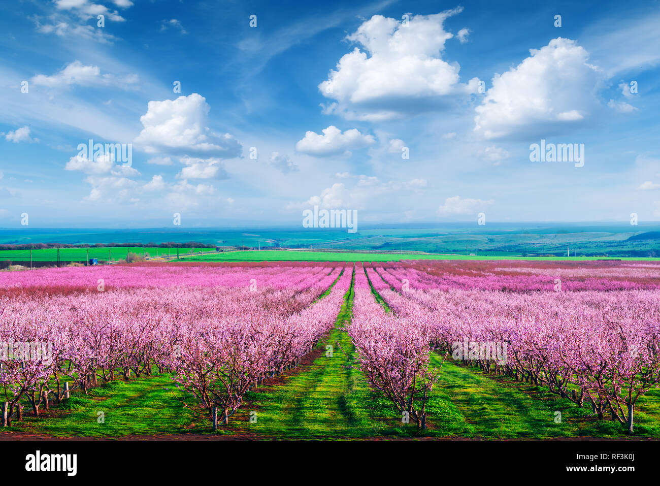 Rows of blossom peach trees in spring garden. Landscape photography Stock Photo