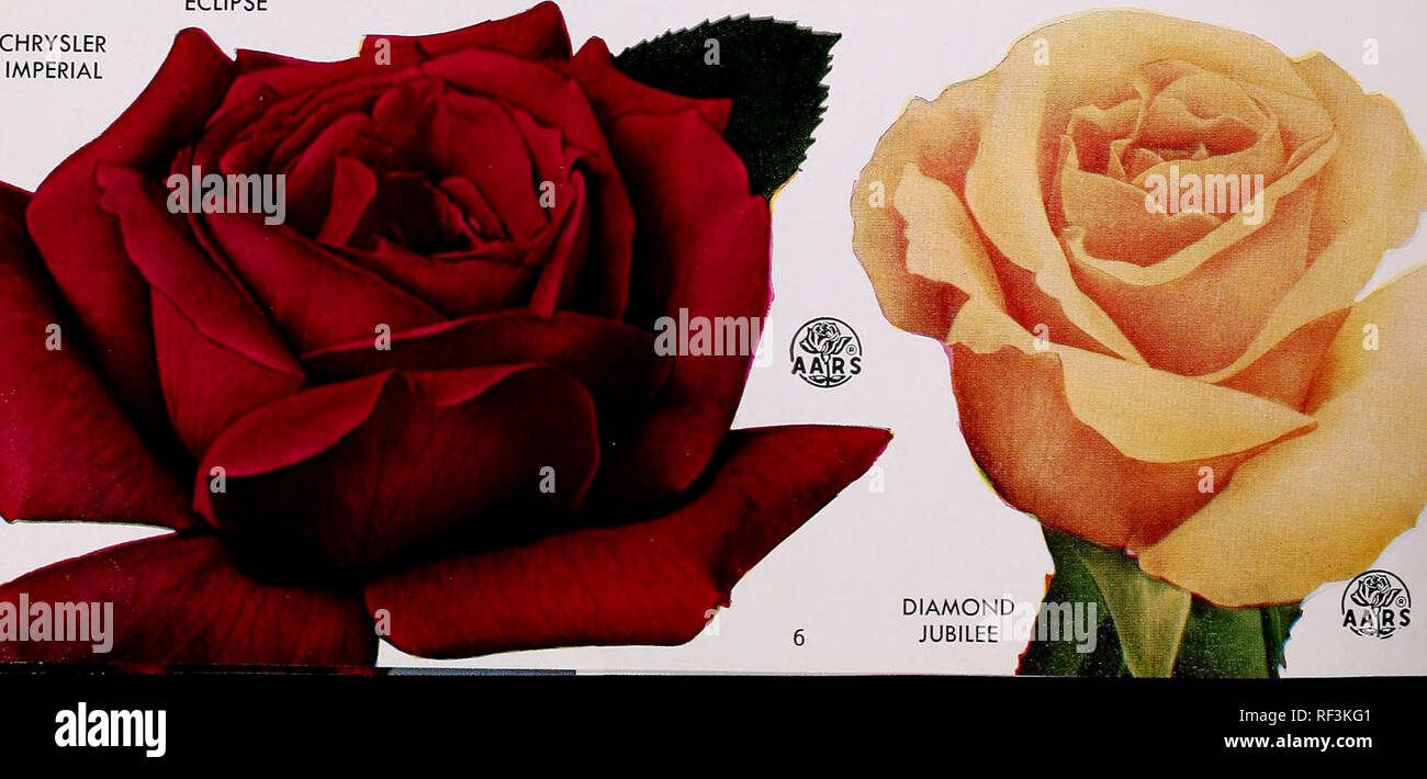 . Catalog of garden grandeur : fall 1958 spring 1959. The ROSE is the Favorite Flower of all the World. CONDESA DE SASTAGO. (See Page 5). Ovoid buds of rich yel- low, opening to show an inner face of coppery red. Fragrant, double flowers of cupped form, 50 to 60 petals. Very bushy, free flowering. Each $1.50, 3 for $3.90 CHRYSLER IMPERIAL. (Plant Pat. 1167). Smashing, rich crimson, oxblood- red overtones, and lustrous garnet in the depths of the high-centered bloom. Long, slender buds, sturdy stems, com- pact plant, often a prizewinner. Each $2.50, 3 for $6.60 i A CRIMSON GLORY 1 COUNTESS VAND Stock Photo