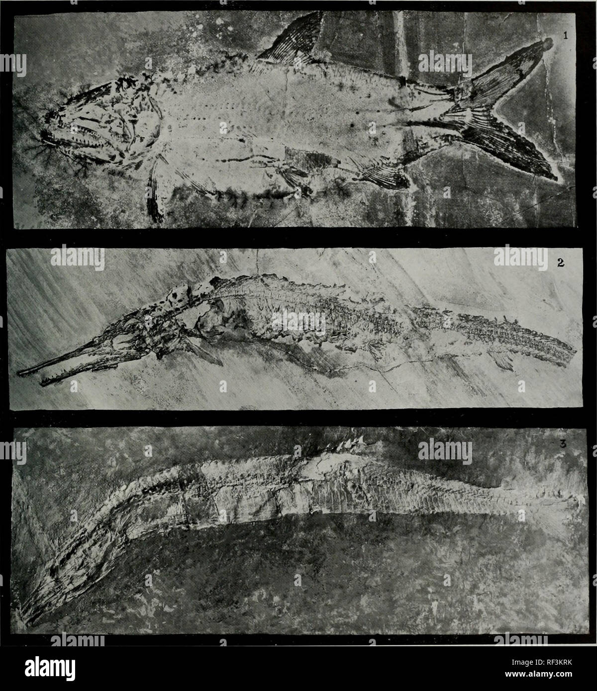 Agassiz fossil hi res stock photography and images Page 2 Alamy