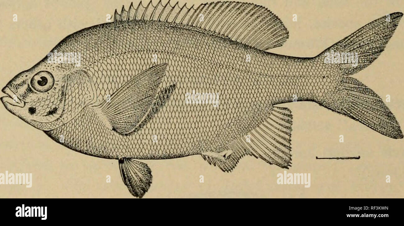 . A catalog of the fishes known from the waters of Korea. Fishes. 42 MEMOIRS OF THE CARNEGIE MUSEUM Family URANOSCOPID.E. 147. Uranoscopus japonicus Houttuyn. Fusan (&quot;Korea&quot; 4551a-b). Family ANABANTID^. 148. Polyacanthus opercularis (Linnaeus). (Korean name &quot;Pottrupungo.&quot;) Suigen (No. 4122a-i); Fusan (Jouy). 149. Macropodus viridi-auratus Lacepede. Seoul (Steindachner). Family OPHICEPHALID^. 150. Ophicephalus argus Cantor. &quot;Eso.&quot; (No. 4523a.) Very abundant in the Han River at Seoul, and daily brought alive into the markets. The species was described by Cantor from Stock Photo