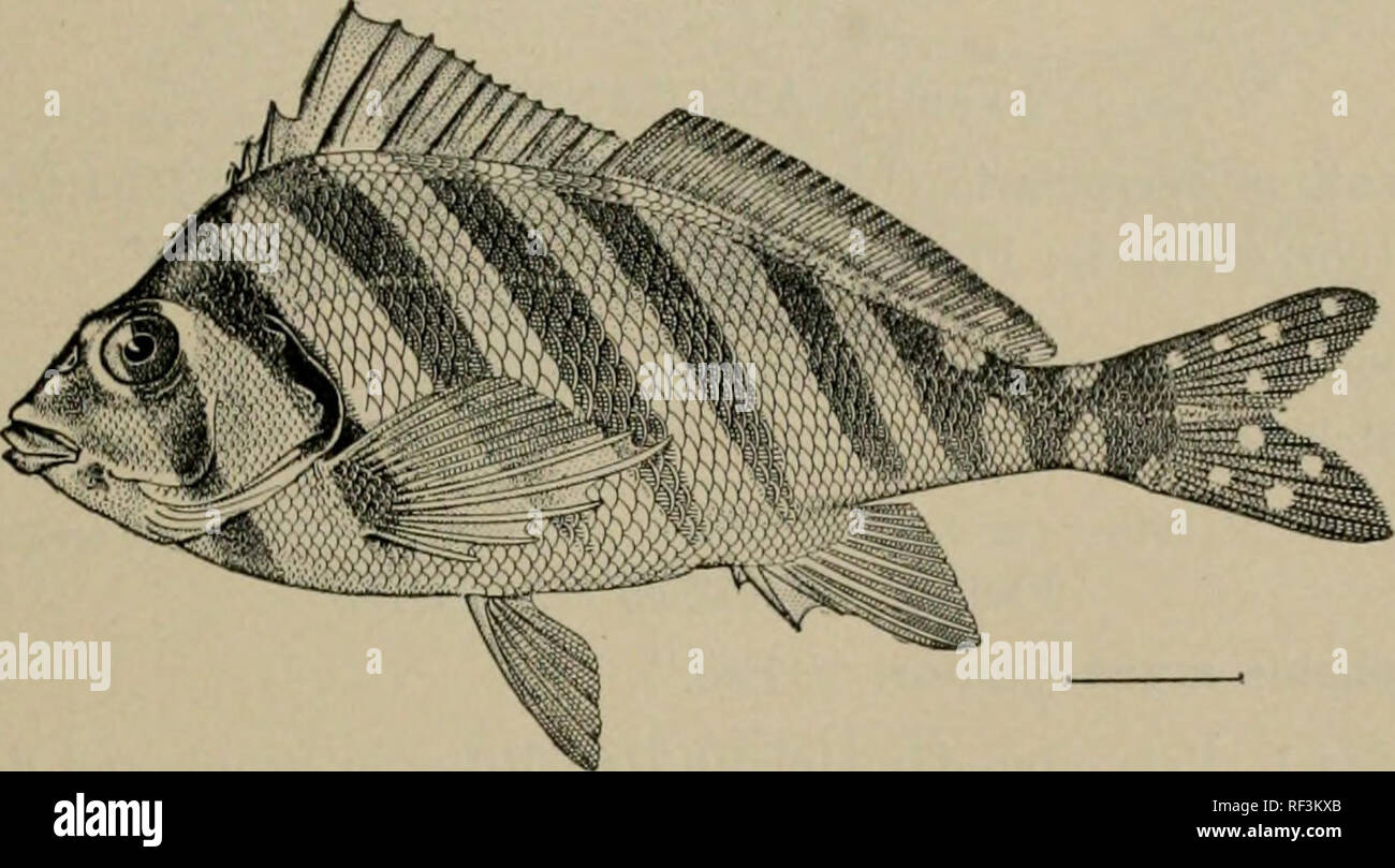 . A catalog of the fishes known from the waters of Korea. Fishes. JOEDAN AND METZ: FISHES KNOWN FROM THE WATERS OF KOREA 41 Family CIRRHITIDtE. 143. Goniistius zonatus (Cuvier &amp; Valenciennes). Fusan (&quot;Korea&quot; 4483a).. Fig. 34. Goniistius zonatus (Cuv. &amp; Val.). (After Jordan &amp; Hcrre, Proc. U. S. N. M., Vol. XXXIII, p. 164.) Family SILLAGINID^. 144. Sillago sihama Forskal. &quot;Kisu.&quot; Chinnampo, Fusan (No. 4163a, 4321a); common. Specimens of this species show great variation in the depth of the body, attenuation of the head and snout, and height of the spinous dorsal.  Stock Photo