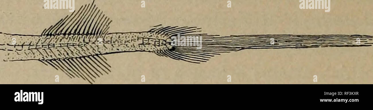 Catalog Of Fossil Fishes In The Carnegie Museum Fishes Fossil 326 Memoirs Of The Carnegie Museum 3 Urosphen Attenuata Sp Nov 1911 Urosphen Dubia Eastman Mem Carnegie Museum Vol Iv No