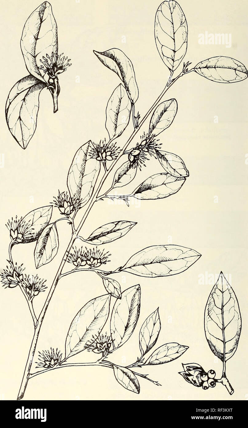 . A catalog of cultivated woody plants of the southeastern United States. National Arboretum (U. S. ); Plants, Cultivated; Woody plants; Trees; Shrubs; Ornamental woody plants; Plants, Cultivated; Woody plants; Trees; Shrubs; Ornamental woody plants. SYCOPSIS sinensis Oliv. [illustrator Susan M. Johnston] 198. Please note that these images are extracted from scanned page images that may have been digitally enhanced for readability - coloration and appearance of these illustrations may not perfectly resemble the original work.. Meyer, Frederick G. (Frederick Gustav), 1917-2006; Mazzeo, Peter M; Stock Photo