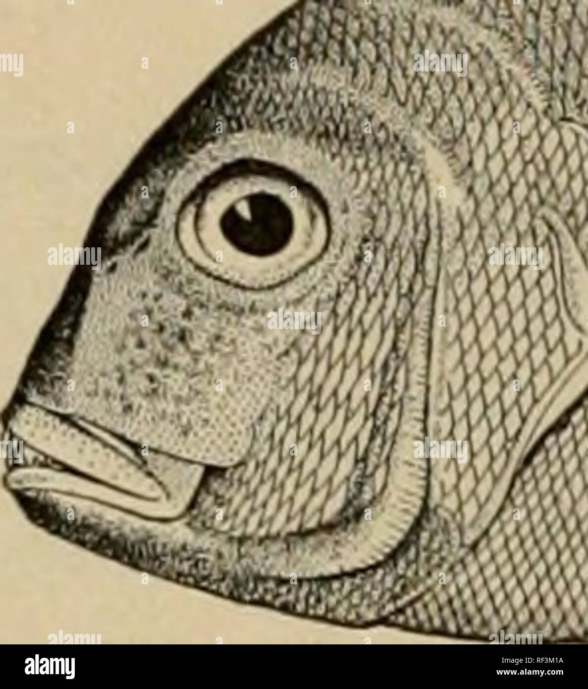 . A catalog of the fishes known from the waters of Korea. Fishes. 34 MEMOIRS OF THE CARNEGIE MUSEUM &quot;Banzaidai,&quot; apparently a vernacular name. It was transferred by Schlegel to Banjos banjos, to which it may possibly properly belong. 125. Plectorhynchus cinctus (Temminck &amp; Schlegel). Fusan (&quot;Korea&quot; 4537a-b). Family SPARID.F. 126. Pagrosomus major Temminck &amp; Schlegel. &quot;Madai,&quot; &quot;Tai,&quot; &quot;Akadai.&quot; Pagrus arthurius Jordan and Starks. Port Arthur (Abbott); Fusan, Chemulpo (&quot;Korea&quot; 4540a-i).. Fig. 24. Pagrosomus major Temminck &amp; S Stock Photo