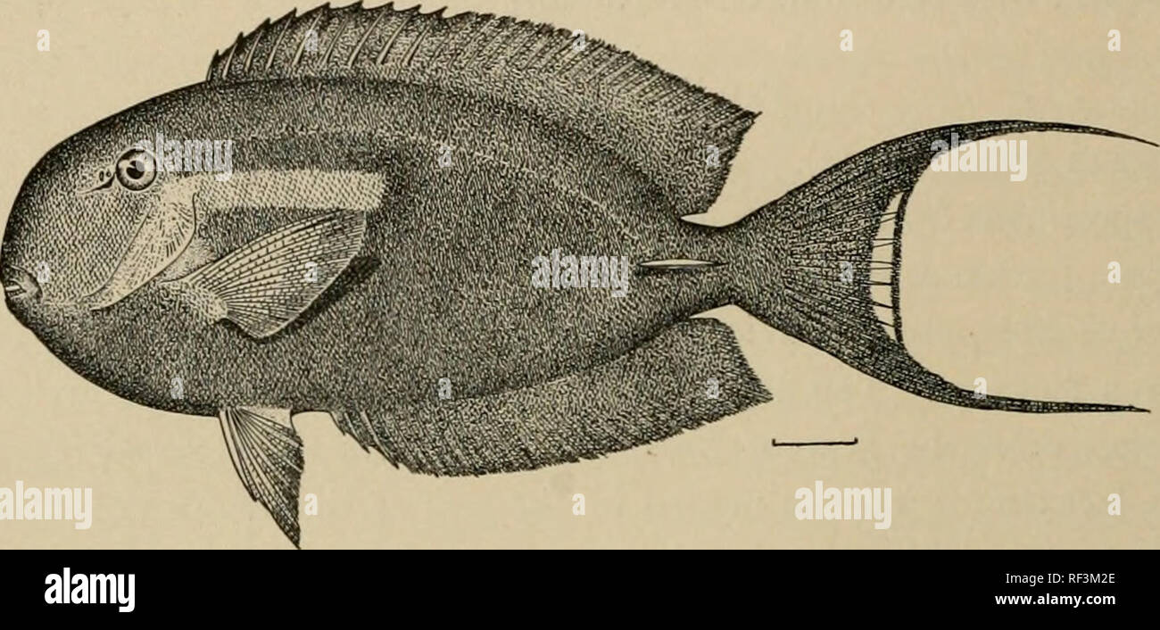 . A catalog of the fishes of the island of Formosa, or Taiwan : based on the collections of Dr. Hans Sauter. Fishes. 198 MEMOIRS OF THE CARNEGIE MUSEUM 243. Hepatus dussumieri (Cuvier &amp; Valenciennes). Formosa (Jordan &amp; Evermann). 244. Hepatus bipunctatus (Gunther). Kotosho (Jordan &amp; Evermann). 245. Hepatus olivaceus (Block &amp; Schneider). Formosa (Jordan &amp; Evermann).. Fig. 23. Eepatm olivaceus (Bl. &amp; Schneid.). (After Jordan it Evermann, Proc. U. S. N. M., Vol. 25, p. 358.) Family SIGANID^. 246. Siganus virgatUS (Cuvier &amp; Valenciennes). (Native name Trau toh.) Two spe Stock Photo