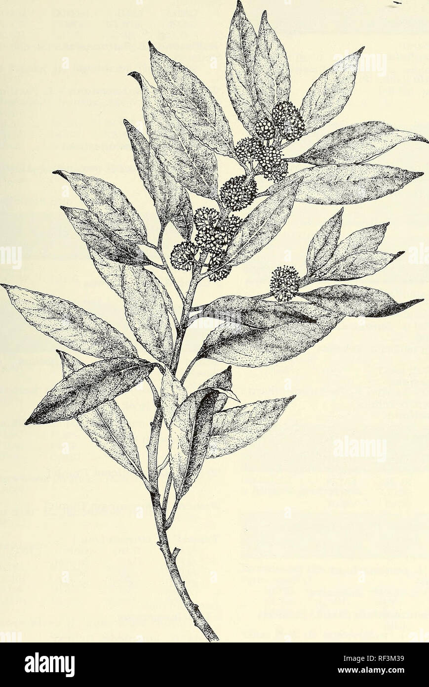 . A catalog of cultivated woody plants of the southeastern United States. National Arboretum (U. S. ); Plants, Cultivated; Woody plants; Trees; Shrubs; Ornamental woody plants; Plants, Cultivated; Woody plants; Trees; Shrubs; Ornamental woody plants. LAURUS nobilis L. (staminate) [illustrator Lillian Nicholson Meyer] 123. Please note that these images are extracted from scanned page images that may have been digitally enhanced for readability - coloration and appearance of these illustrations may not perfectly resemble the original work.. Meyer, Frederick G. (Frederick Gustav), 1917-2006; Mazz Stock Photo