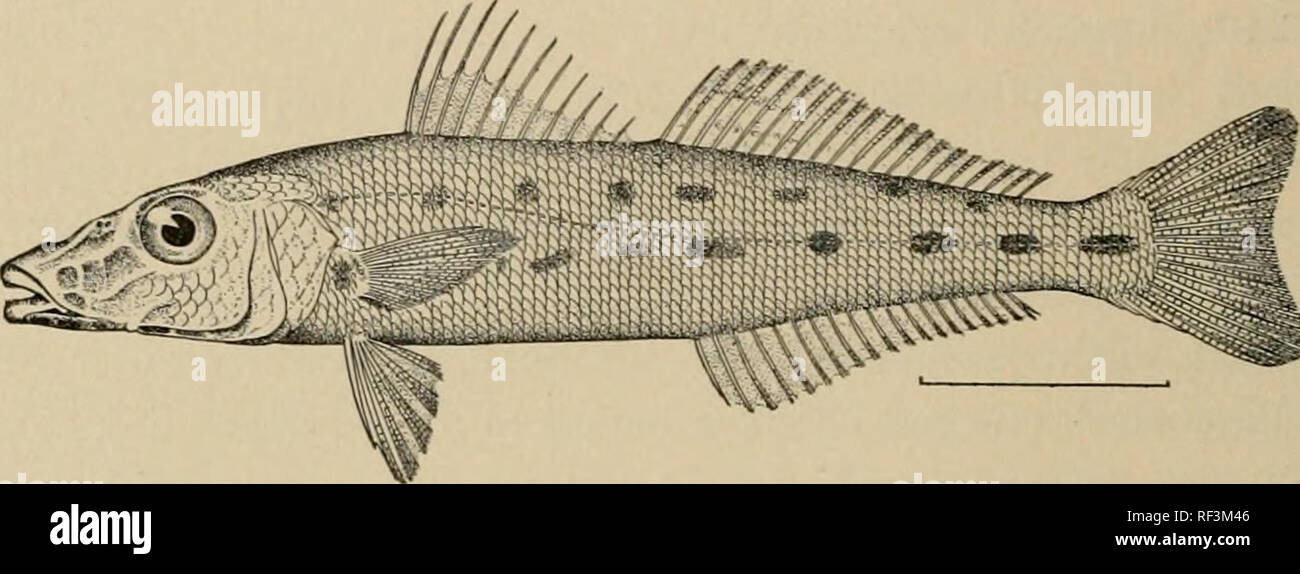 . A catalog of the fishes of the island of Formosa, or Taiwan : based on the collections of Dr. Hans Sauter. Fishes. 192 MEMOIRS OF THE CARNEGIE MUSEUM Family SILLAGINID.E. 200. Sillago sihama (Forskal). Eight specimens from Takao, three to six inches long. Formosa (Jordan &amp; Evermann). 201. Sillago seolus Jordan &amp; Evermann. Keerun (Jordan &amp; Evermann).. Fig. 18. Sillago xolus J. &amp; E. (After Jordan &amp; Evermann, Proc. D. S. N. M , Vol. 25, p. 3G0.) Family PENTACEROTIDjE.1 202. Histiopterus typus Temminck &amp; Schlegel. One specimen, Takao, twelve inches long. Family PRIACANTHI Stock Photo
