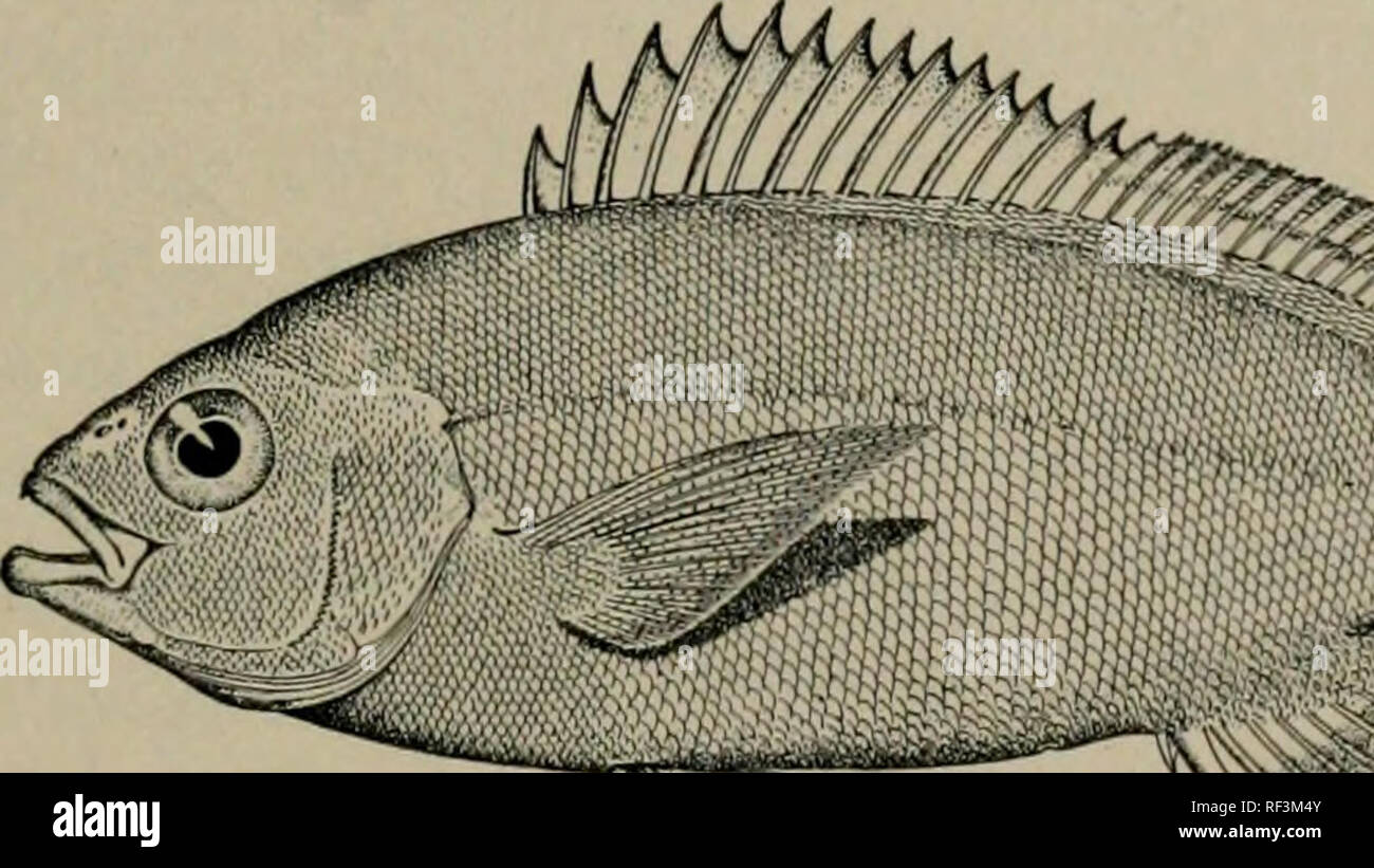 A catalog of the fishes of the island of Formosa, or Taiwan : based on the  collections of Dr. Hans Sauter. Fishes. JORDAN AND RICHARDSON I FISHES Oh'  THE ISLAND OK