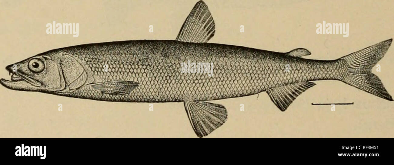 . A catalog of the fishes known from the waters of Korea. Fishes. Fig. 9. Plecoglossus altivelis Temminck &amp; Schlegel. (After Jordan &amp; Evermann, Proc. U. S. N. M.&gt; Vol. XXV, p. 328.) The common Ayu is very abundant in all the rivers of Korea, including the Yalu. Our specimens are from Fusan, and unusually large. It has not been hitherto definitely recorded from the continent of Asia, and the limits of its range are not known. Family ARGENTINID^. 33. Osmerus dentex Steindachner. Chinnampo (No. 4225a-b).. Fig. 10. Osmerus dentex Steindachner. (After Jordan &amp; Evermann, Bull. U. S. N Stock Photo