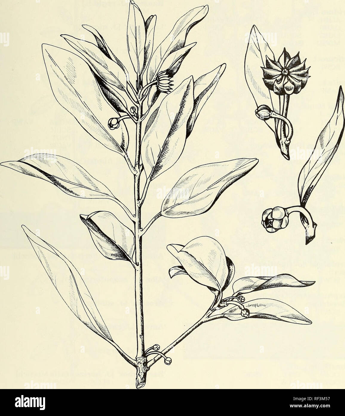 . A catalog of cultivated woody plants of the southeastern United States. National Arboretum (U. S. ); Plants, Cultivated; Woody plants; Trees; Shrubs; Ornamental woody plants; Plants, Cultivated; Woody plants; Trees; Shrubs; Ornamental woody plants. ILLICIUM parviflorum Michx. ex Vent. [illustrator Susan M. Johnston] 111. Please note that these images are extracted from scanned page images that may have been digitally enhanced for readability - coloration and appearance of these illustrations may not perfectly resemble the original work.. Meyer, Frederick G. (Frederick Gustav), 1917-2006; Maz Stock Photo