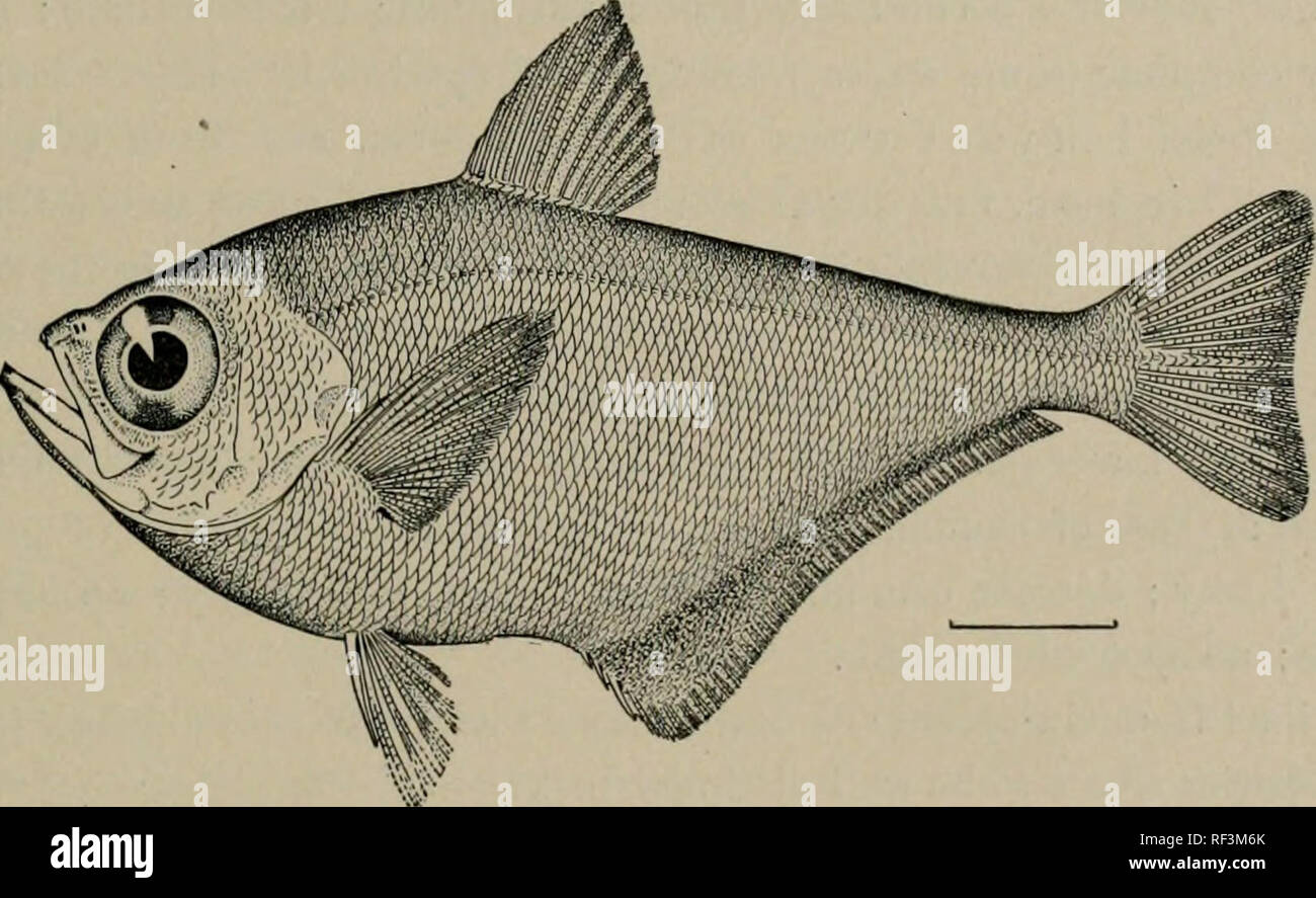 . A catalog of the fishes of the island of Formosa, or Taiwan : based on the collections of Dr. Hans Sauter. Fishes. JORDAN AND RICHARDSON : FISHES OF THE ISLAND OF FORMOSA 181 132. Gazza sequulseformis (Riippell). Kotosho (Jordan ife Evermann). 133. Equula ruconia (Hamilton-Buchanan). Three young specimens from Takao, one to one and one-half inches long. Somewhat slimmer than K. ruconia of larger size from the Philippines. Family STROMATEID/E. 134. Psenopsis anomala (Temminck &amp; Schlegel). One specimen three inches long from Takao. Family PEMPHERIDJ-:. 135. Pempheris nyctereutes Jordan &am Stock Photo