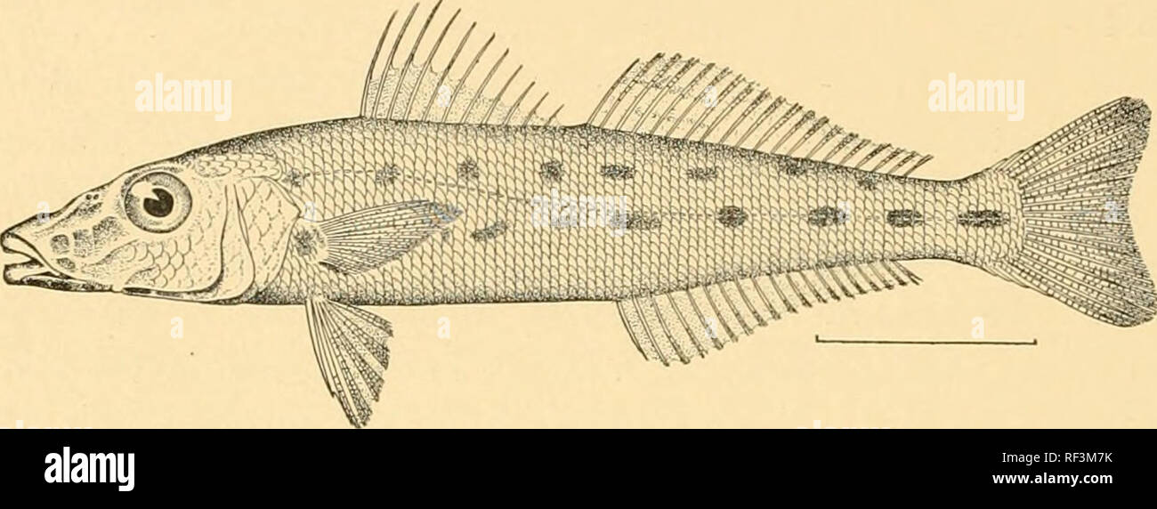 . A catalog of the fishes of Formosa. Fishes. 192 MEMOIRS OF THE CARNEGIE MUSEUM Family SILLAGINID/E. 200. Sillago sihama (Forskal). Eight specimens from Takao, three to six inches long. Formosa (Jordan &amp; Evermann). 201. Sillago seolus Jordan &amp; Evermann. Keerun (Jordan &amp; Evermann).. Fig. 18. Sillago seolui J. &amp; E. (After Jordan &amp; Evermann, Proe. U. S. N. M , Vol. 25, p. 360.) Family PENTACEROTID.E.1 202. Histiopterus typus Temminck &amp; Schlegel. One specimen, Takao, twelve inches long. Family PRIACANTHID. E. 203. Priacanthus tayenus Richardson. (Native name Giam hong.) Th Stock Photo