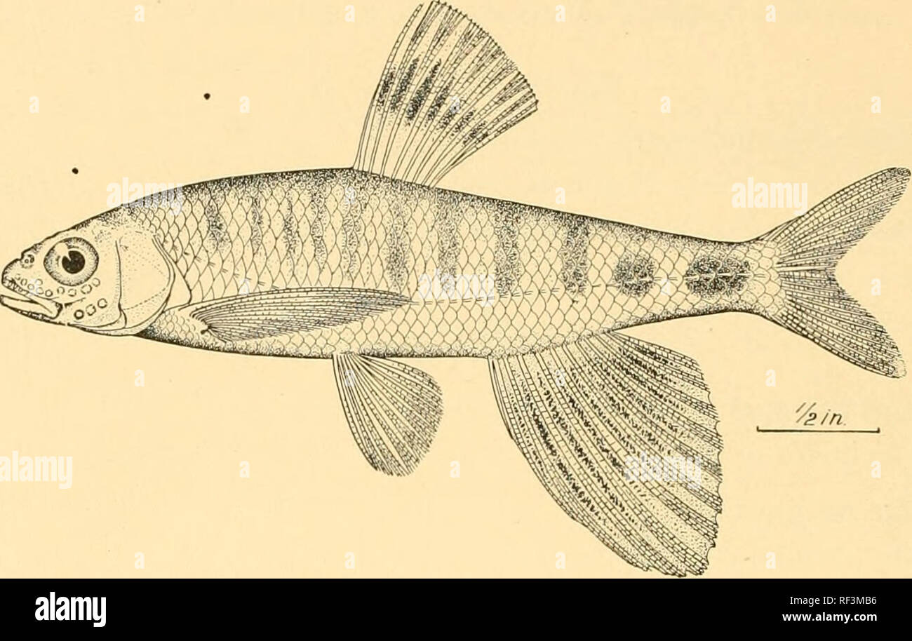 . A catalog of the fishes of Formosa. Fishes. 170 MEMOIRS OF THE CARNEGIE MUSEUM 49. Pararasbora maltrechti Regan. Lake &lt; landidius, Formosa (Regan). 50. Zacco pachycephalias (Giinther). Suwata, Tailioku (Jordan &amp; Evermann). 51. Zacco evolans Jordan &amp; Evermann. Tan Sin River, Taihoku (Jordan &amp; Evermann).. Fig. 0. Zitcco evolans J. &amp; E. (After Jordan &amp; Evermauu, Proc. U. S. N. M., Vol. 25, p. 323. 52. Acheilognathus mesembrinum Jordan &amp; Evermann. Kotosho (Jordan &amp; Evermann).. Please note that these images are extracted from scanned page images that may have been d Stock Photo