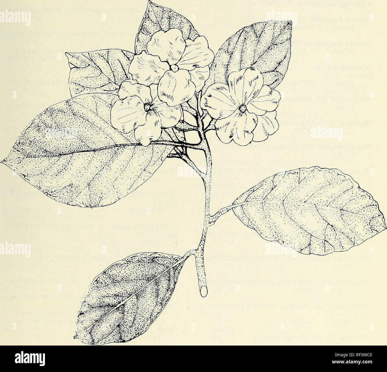 . A catalog of cultivated woody plants of the southeastern United States. National Arboretum (U. S. ); Plants, Cultivated; Woody plants; Trees; Shrubs; Ornamental woody plants; Plants, Cultivated; Woody plants; Trees; Shrubs; Ornamental woody plants. BRUNFELSIA australis Benth. [Illustrator Lillian Nicholson Meyer] 33. Please note that these images are extracted from scanned page images that may have been digitally enhanced for readability - coloration and appearance of these illustrations may not perfectly resemble the original work.. Meyer, Frederick G. (Frederick Gustav), 1917-2006; Mazzeo, Stock Photo