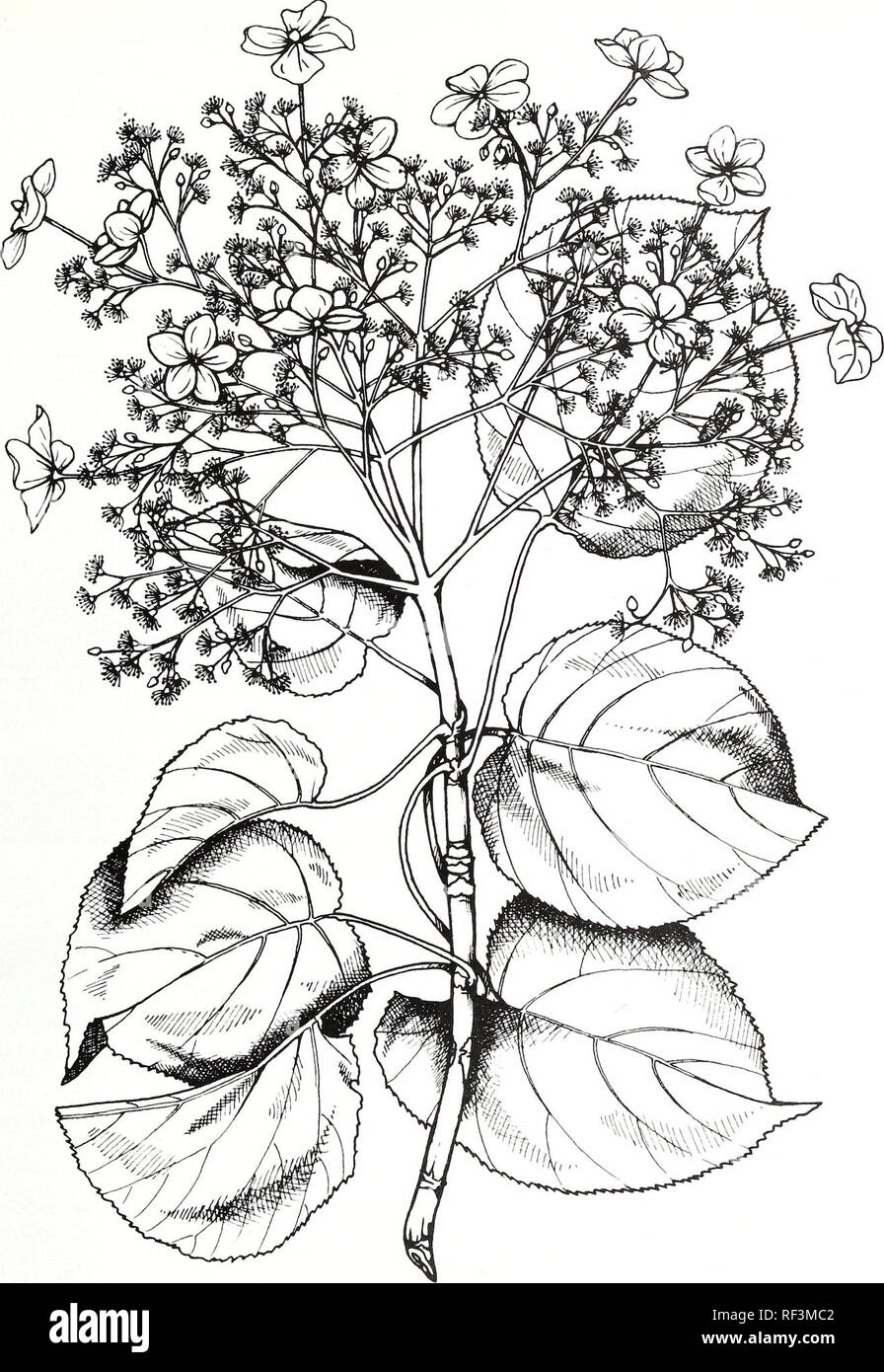 . A catalog of cultivated woody plants of the southeastern United