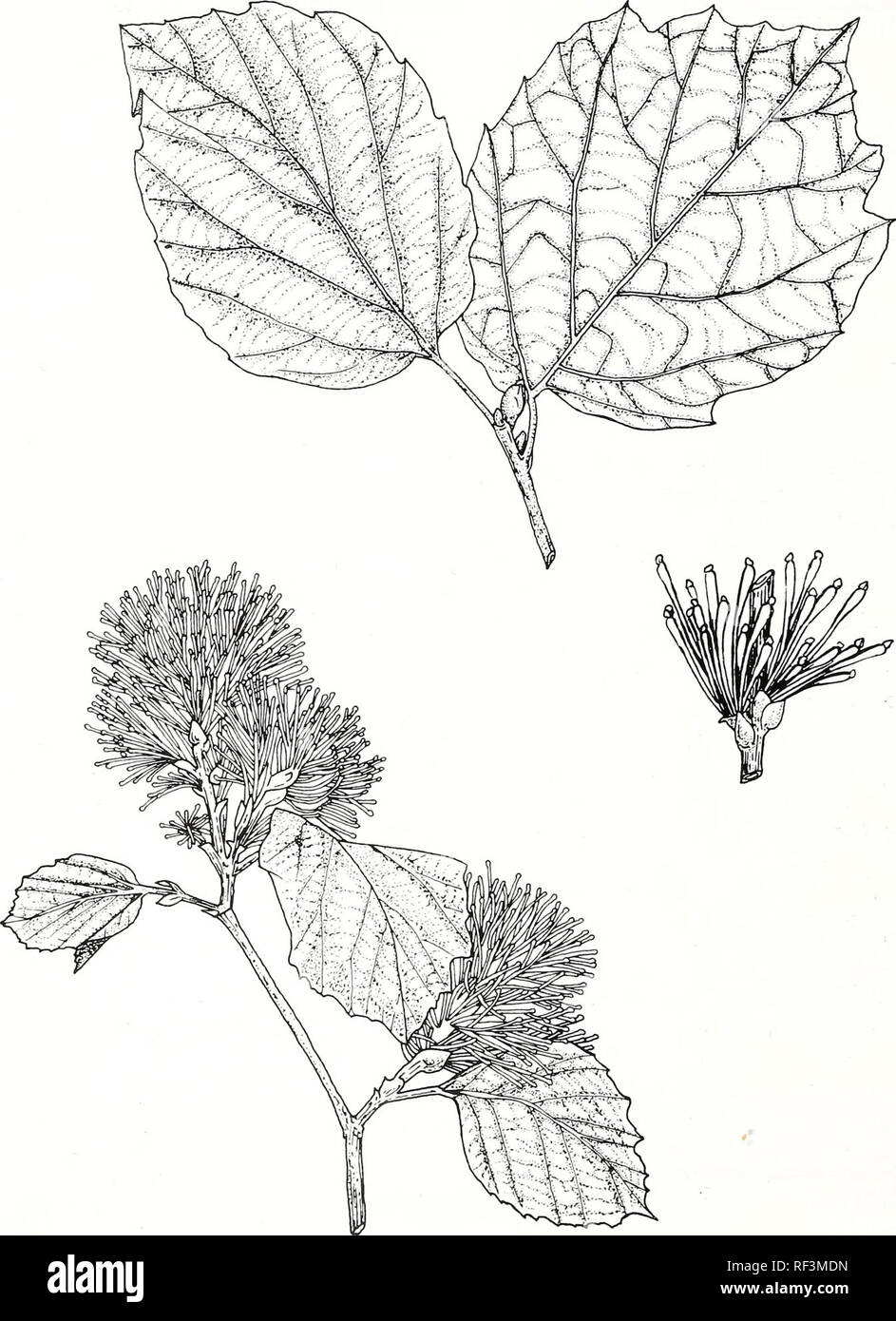 . A catalog of cultivated woody plants of the southeastern United