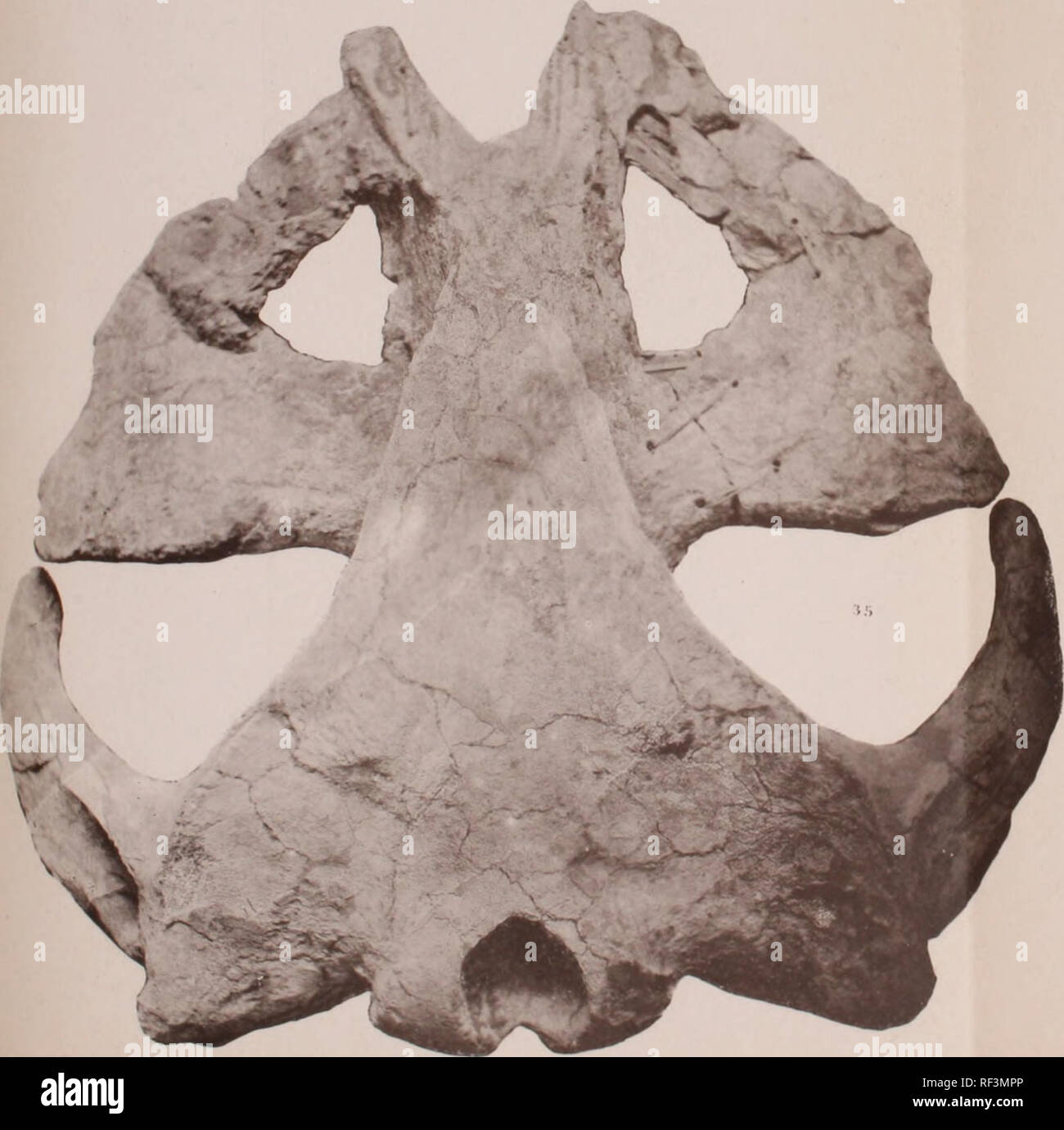 Catalogo fossil store