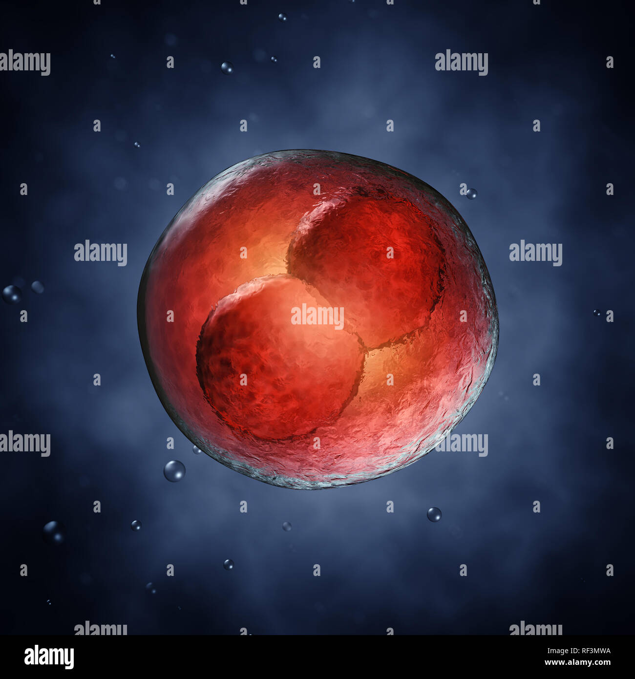 Two-cell embryo, Embryonic development Stock Photo