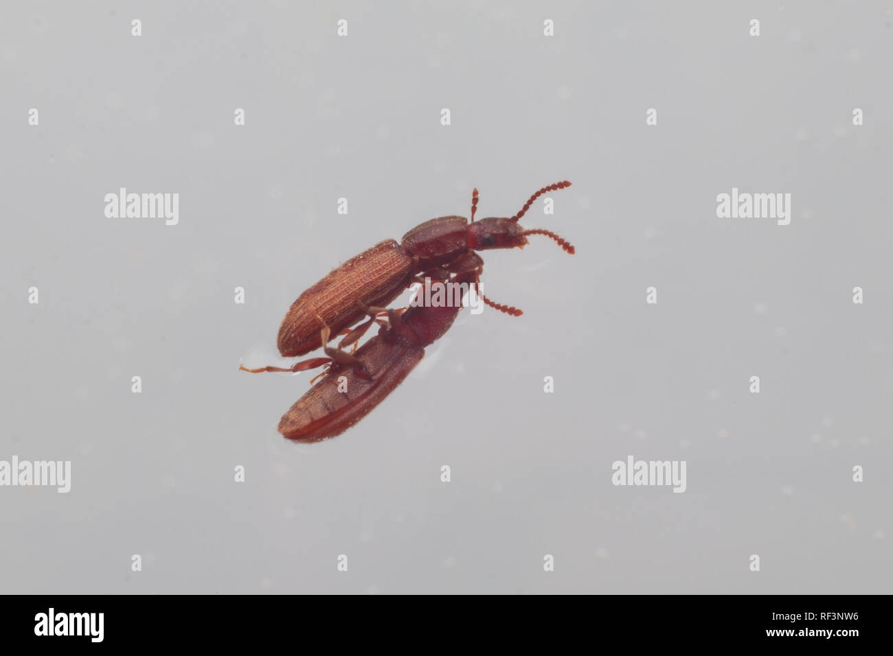 Two merchant grain beetles in white background hugging together.. Oryzaephilus mercator Stock Photo
