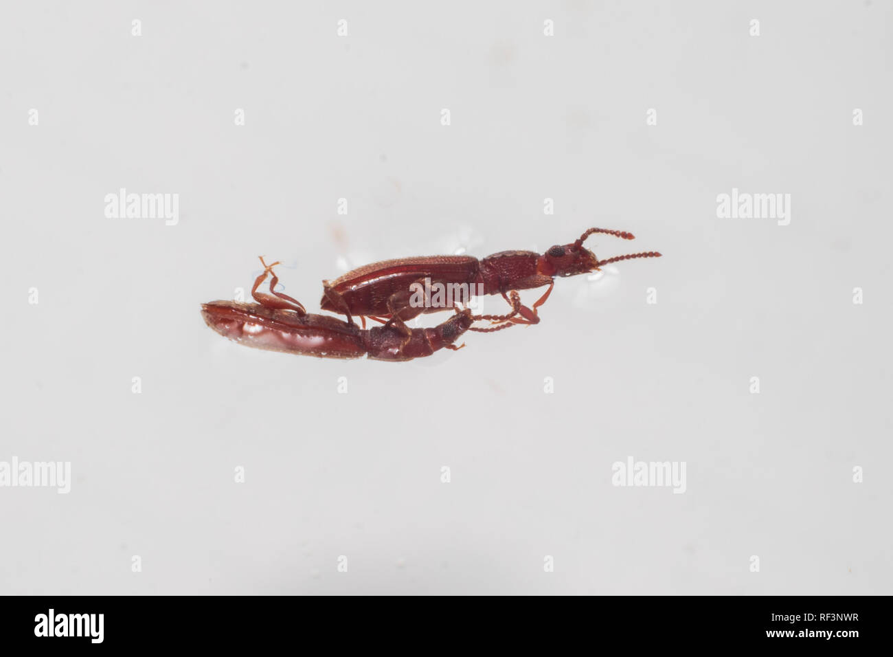 Two merchant grain beetles in white background touching each other. Oryzaephilus mercator Stock Photo