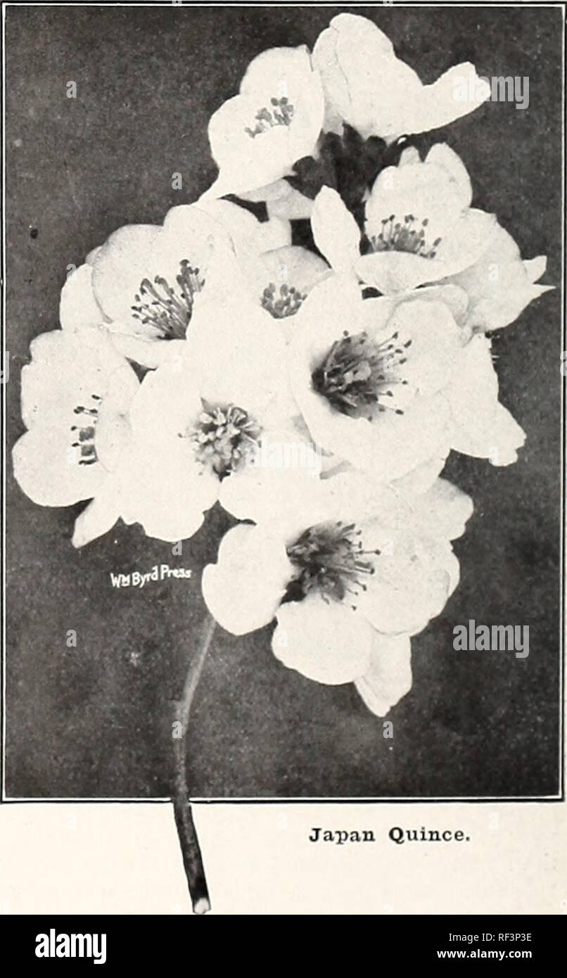 . [Catalog]. Nurseries (Horticulture) Texas Tyler Catalogs; Nursery