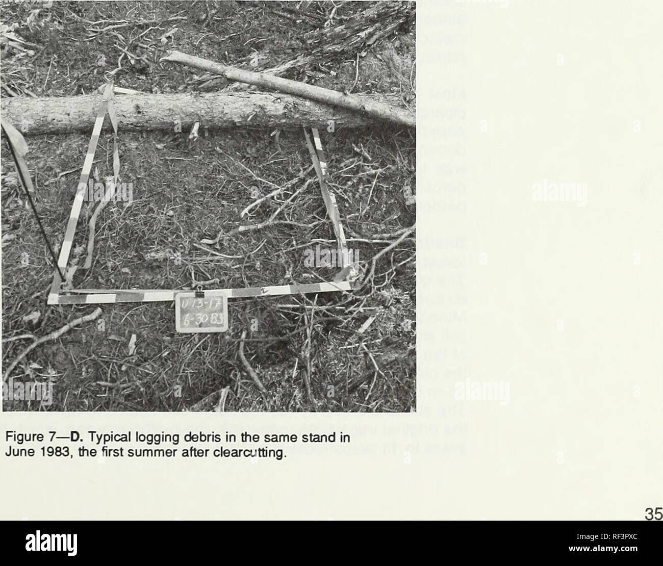 . The Effect on vegetation and soil temperature of logging flood-plain white spruce. Forests and forestry Alaska; Clearcutting Alaska; Shifting cultivation Alaska; White spruce Alaska. Figure 7—C. The same unit in 1985 showing a shrub canopy of Alnus tenuifolia and Rosa acicularis.. Please note that these images are extracted from scanned page images that may have been digitally enhanced for readability - coloration and appearance of these illustrations may not perfectly resemble the original work.. Dyrness, C. T; United States. Forest Service. [Portland, Or. ] : U. S. Dept. of Agriculture, Fo Stock Photo