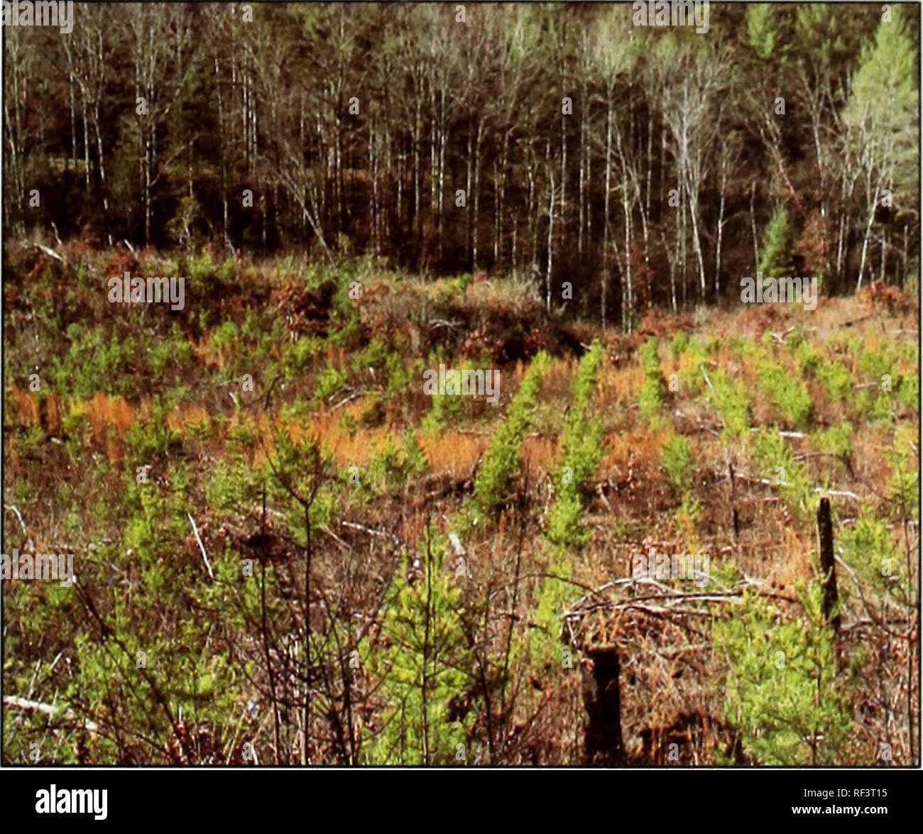 . Insect and disease conditions in the United States, 197983 what